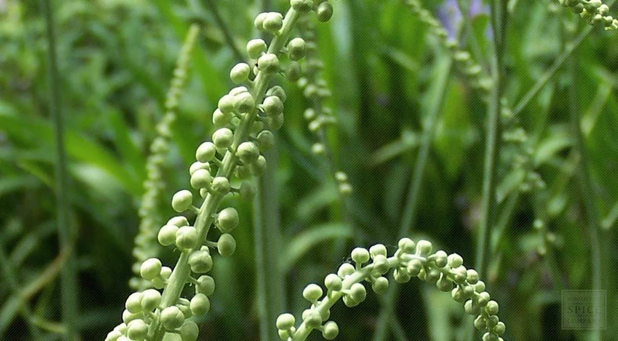 Sacred Plant Co Black Cohosh Root, ethically sourced and grown using sustainable, low-water regenerative farming practices. This powerful botanical is cherished for its deep, earthy aroma and historical use in traditional herbalism. The image showcases the plant’s distinctive flowering spikes, a testament to its purity and premium quality.
