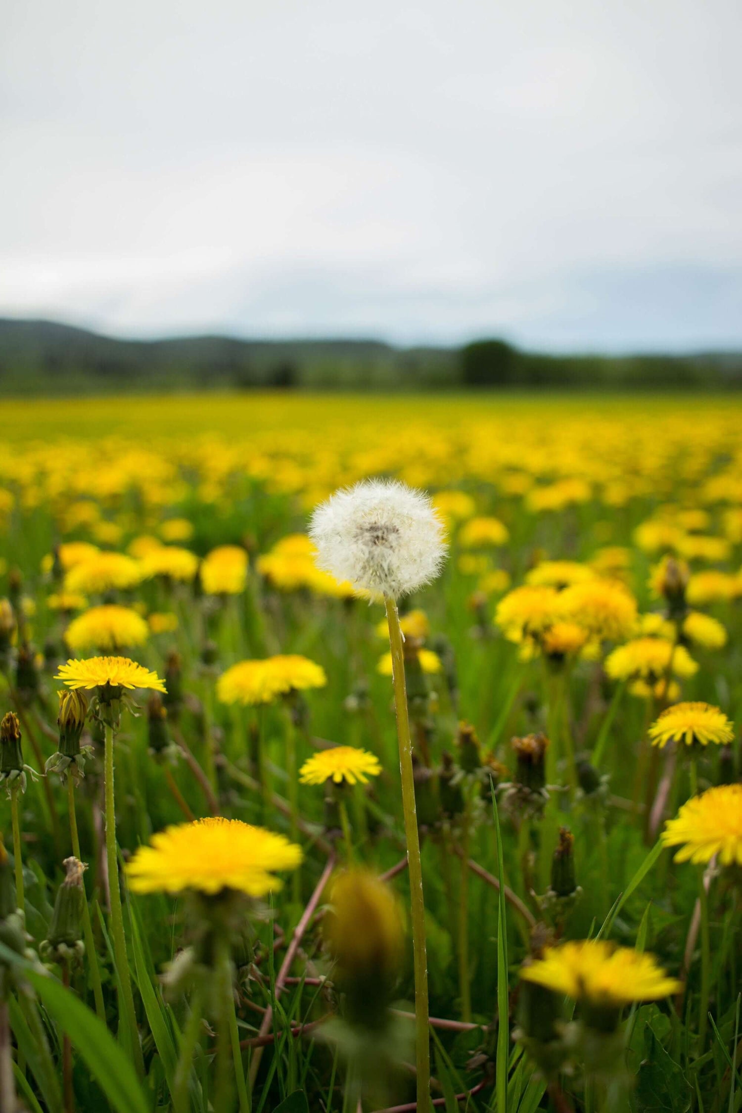 Field of blooming Dandelion flowers with a single mature seed head in focus, representing the early growth stage of Dandelion Root. Grown using low-water regenerative farming and sustainably harvested, this herb is traditionally cherished for supporting digestion and liver health.