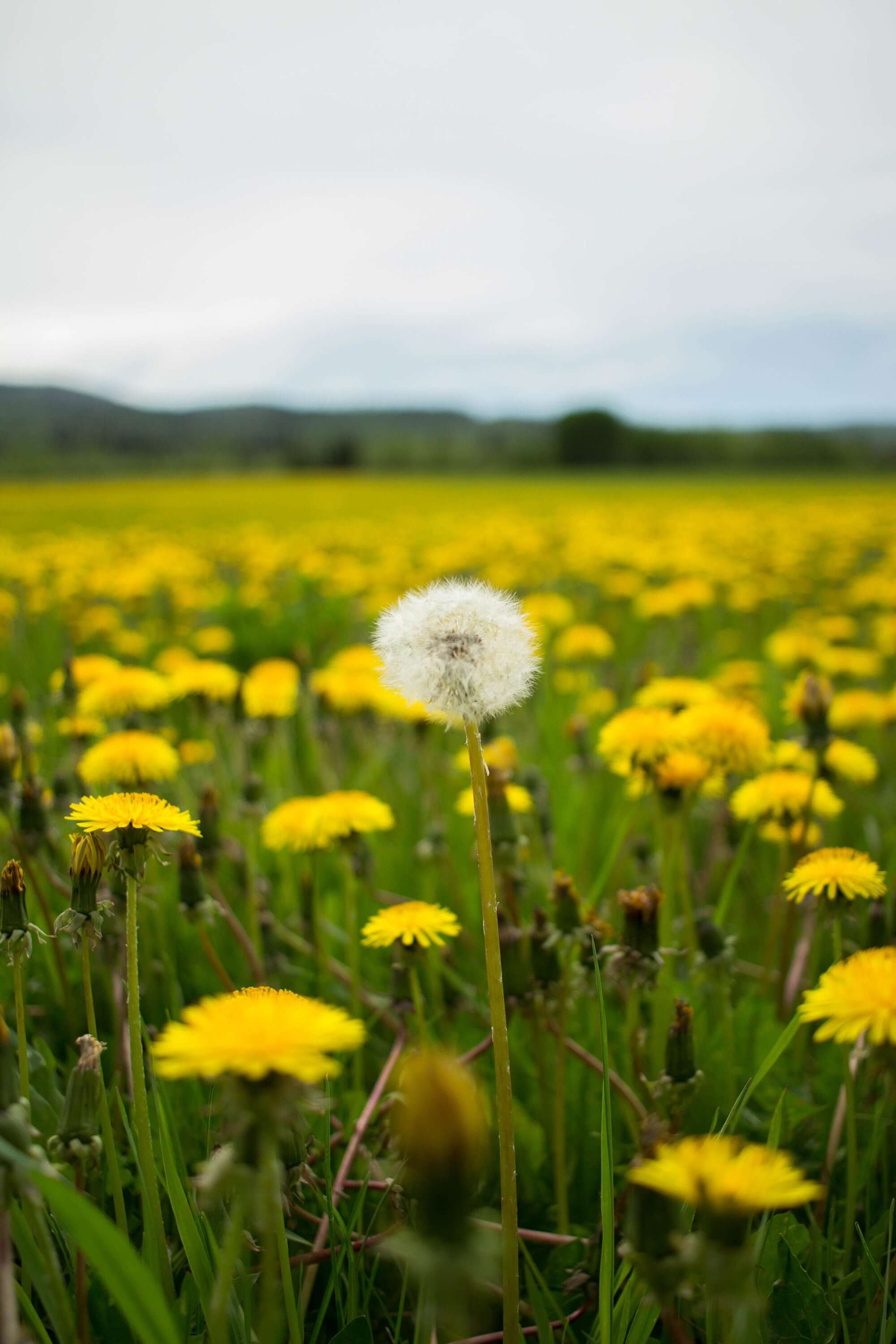Field of blooming Dandelion flowers with a single mature seed head in focus, representing the early growth stage of Dandelion Root. Grown using low-water regenerative farming and sustainably harvested, this herb is traditionally cherished for supporting digestion and liver health.