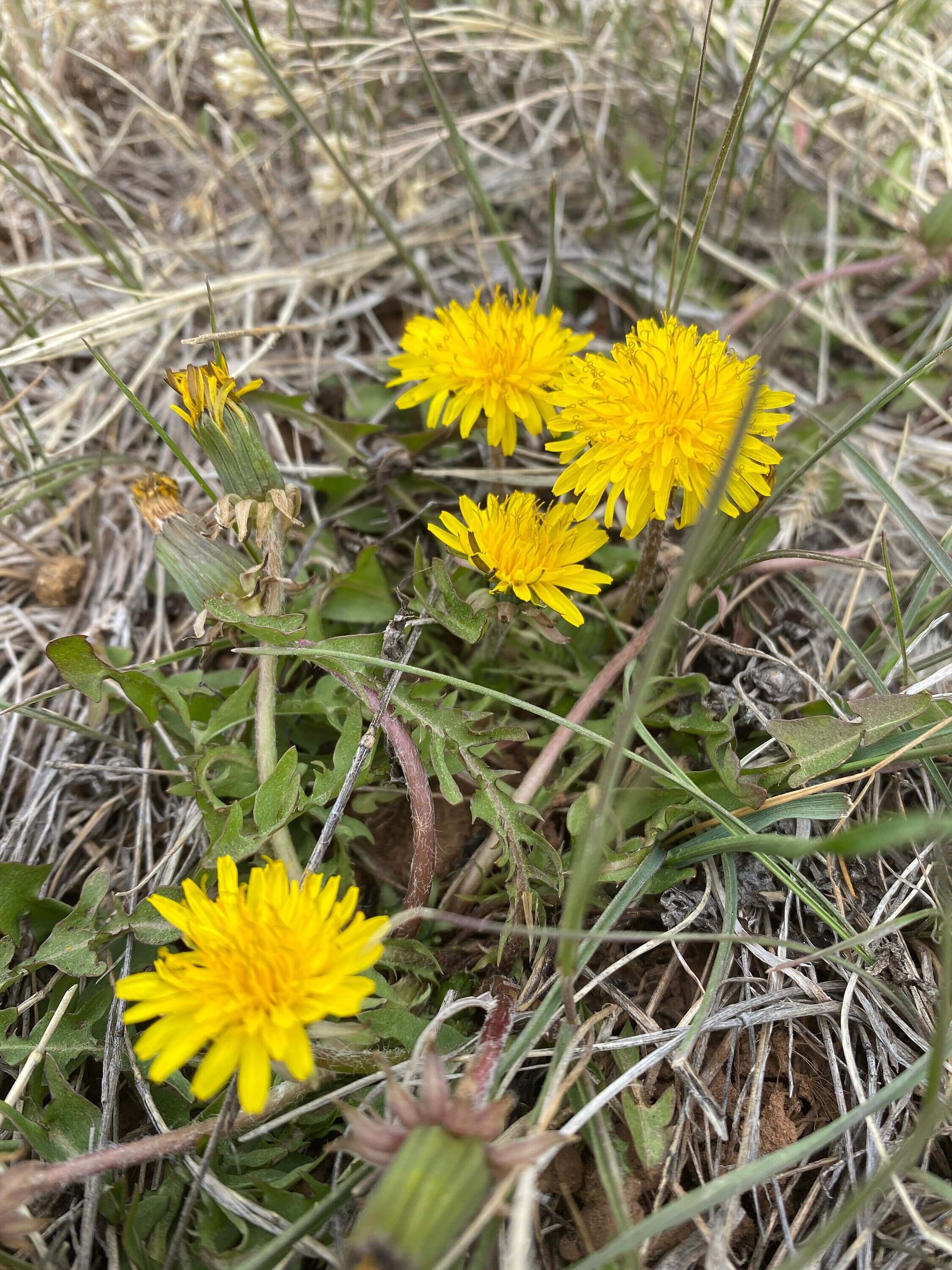 Field of blooming Dandelion flowers with a single mature seed head in focus, representing the early growth stage of Dandelion Root. Grown using low-water regenerative farming and sustainably harvested, this herb is traditionally cherished for supporting digestion and liver health.