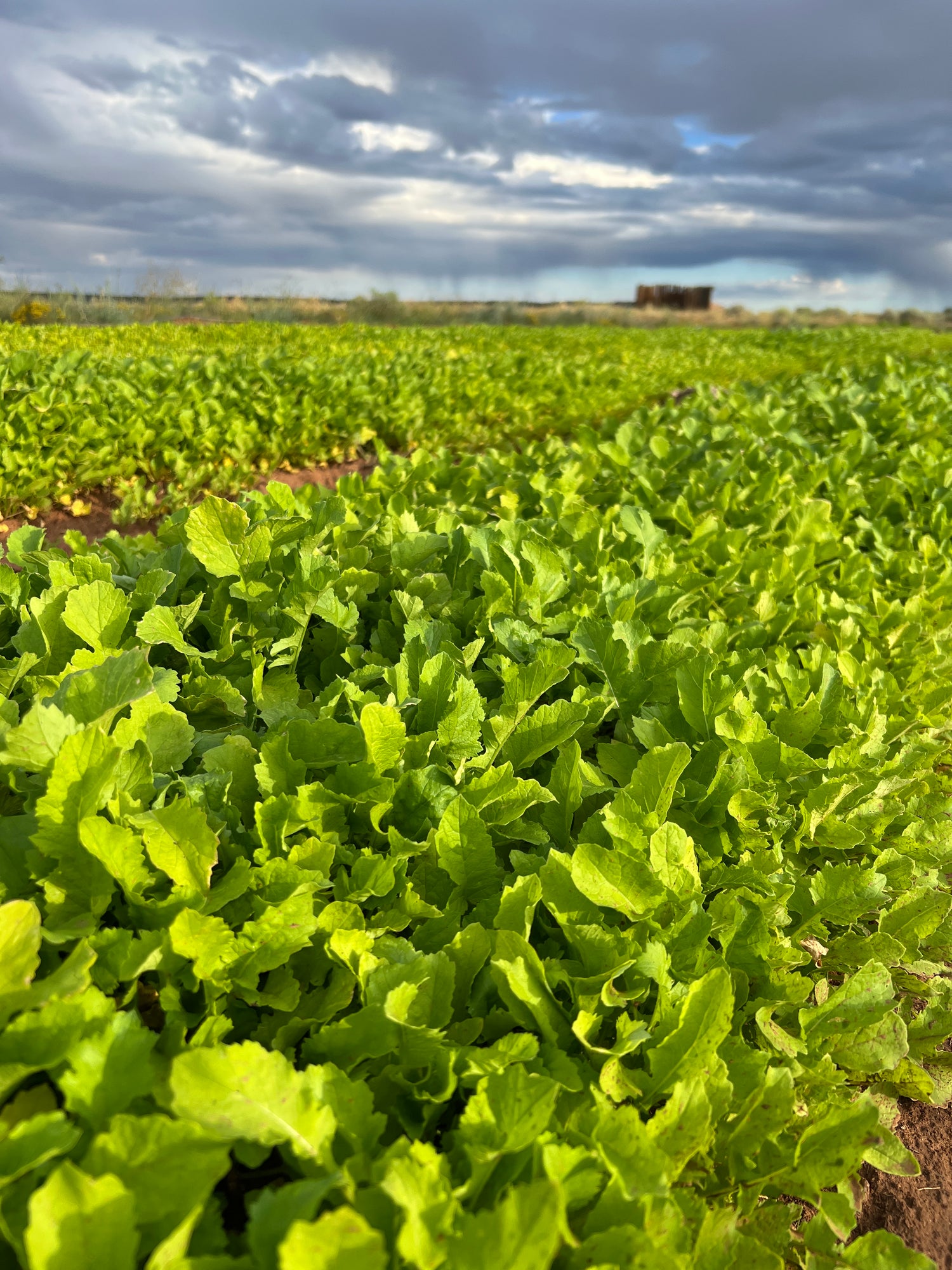 Eye-catching image of robust radishes ripe for harvest, showcasing the fresh produce of our Low Water Colorado Mountain Herb Farm