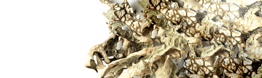 "High-quality dried Lungwort Herb from Sacred Plant Co, highlighting its delicate, lacy texture and natural medicinal properties on a white background."