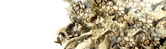 Whole dried Lungwort Herb shown loose, featuring spotted green and cream-colored leaves, ethically sourced and packaged in kraft resealable bags. Harvested using low-water regenerative methods, this unique herb is traditionally appreciated for supporting respiratory wellness and soothing the lungs.