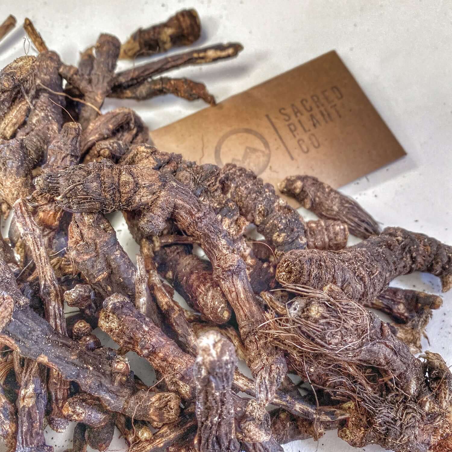Whole dried Osha Root shown loose beside kraft Sacred Plant Co tag, ethically wildcrafted and sustainably sourced. Known for its traditional support of respiratory health and immune defense, this premium root features rugged textures and earthy brown tones, ideal for tinctures, decoctions, and herbal wellness preparations.