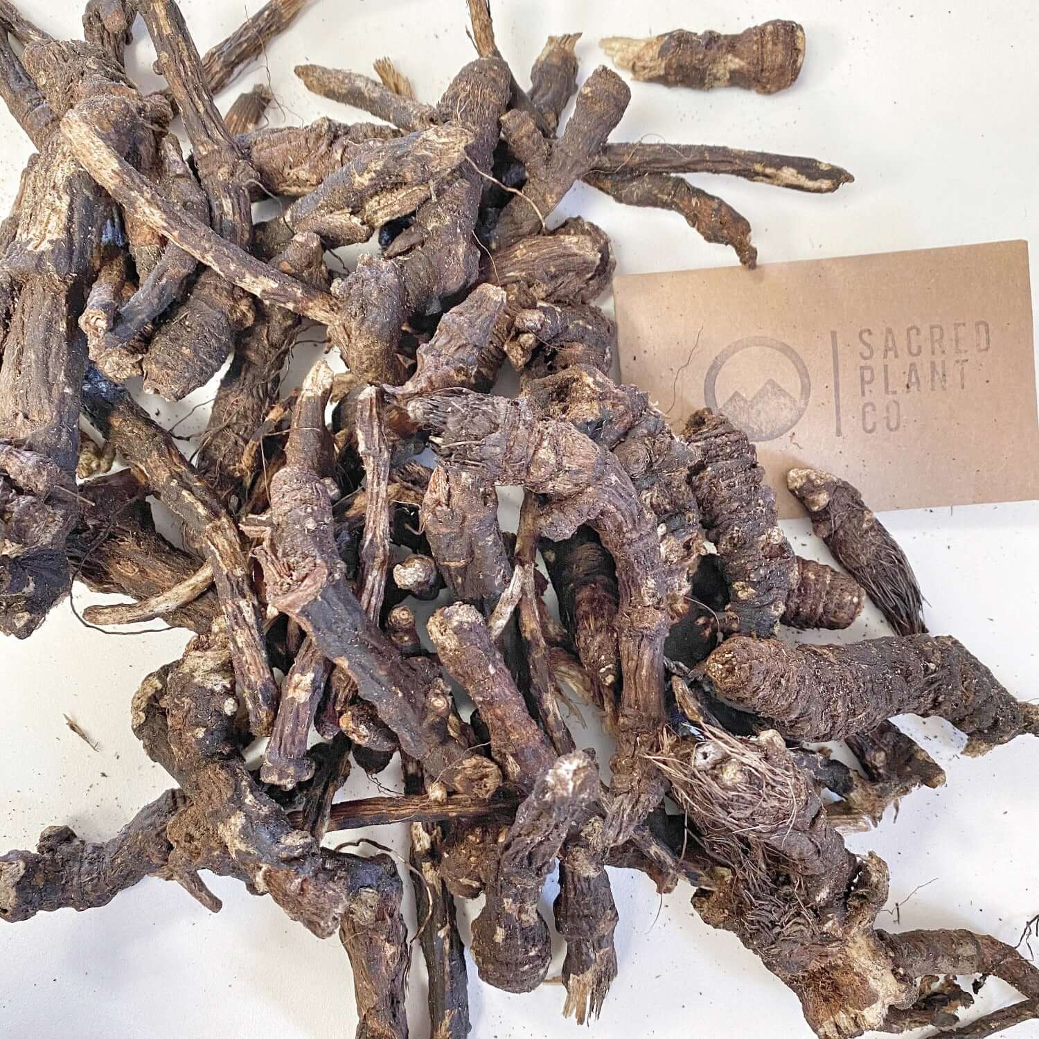 Whole dried Osha Root shown loose beside kraft Sacred Plant Co tag, ethically wildcrafted and sustainably sourced. Known for its traditional support of respiratory health and immune defense, this premium root features rugged textures and earthy brown tones, ideal for tinctures, decoctions, and herbal wellness preparations.