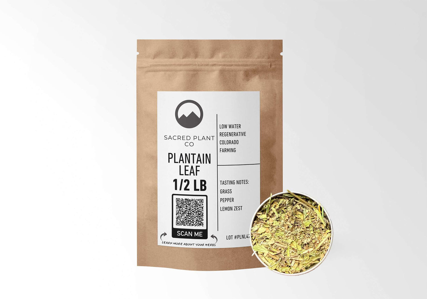 Sacred Plant Co Plantain Leaf 1/2 LB kraft paper packaging with sample in silver tin showcasing sustainably grown herb for use in wound healing and respiratory health.