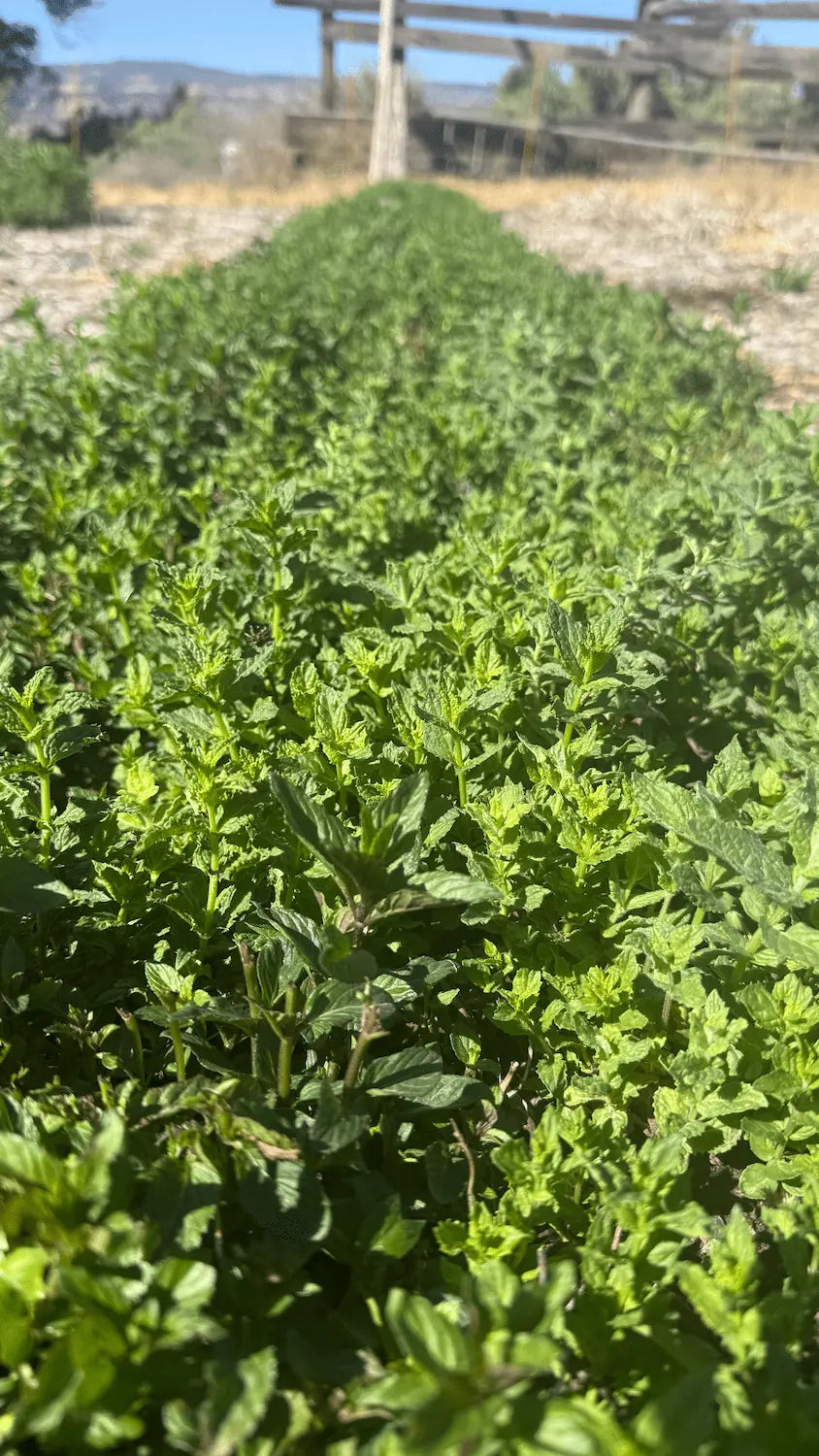 Premium Bulk Peppermint Leaf, Cut & Sifted: Living Soil Grown in Colorado, COA Verified (Mentha × piperita)