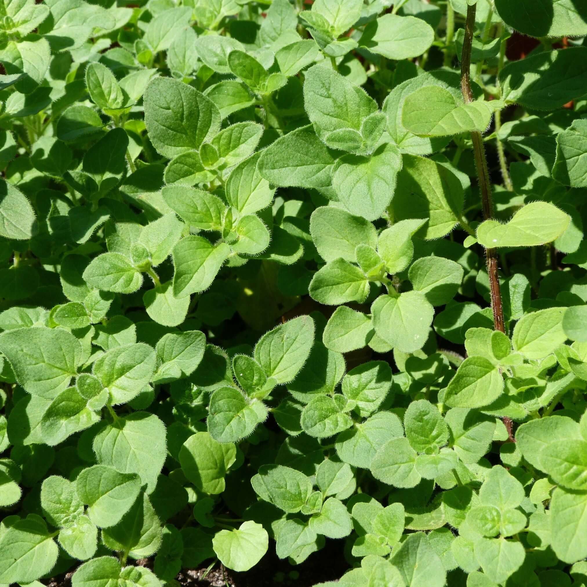Bundles of Oregano plants with healthy green leaves, grown naturally in sunlight in Colorado soil, used for Sacred Plant Co’s high-quality herbal products.