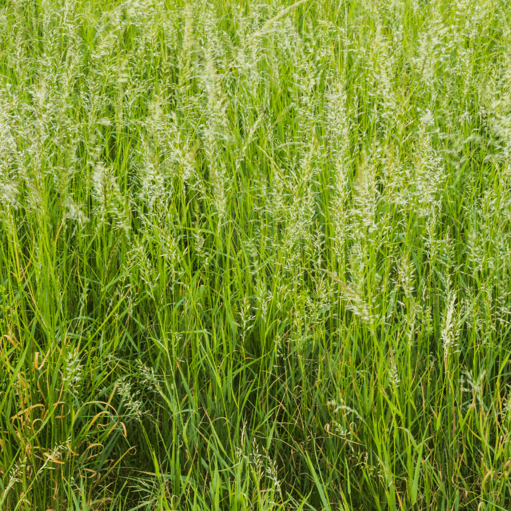 Live Sweetgrass Plant (Hierochloe odorata), Farm-Grown Perennial Holy Grass for Smudging, Braiding, and Ceremony