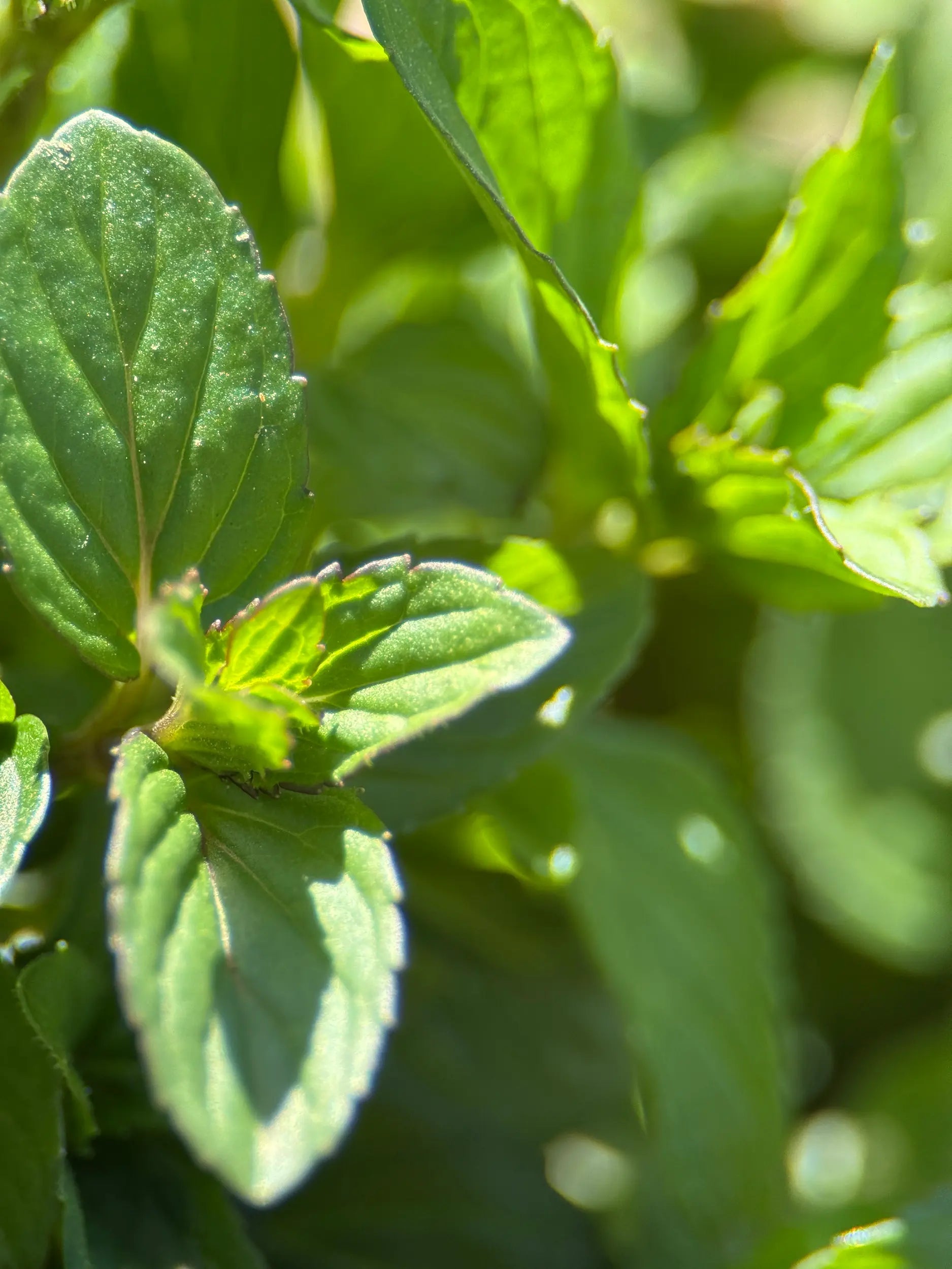 Close-up of hand-picked bulk peppermint herb leaves (Mentha × piperita), regeneratively grown and sustainably harvested by Sacred Plant Co.
