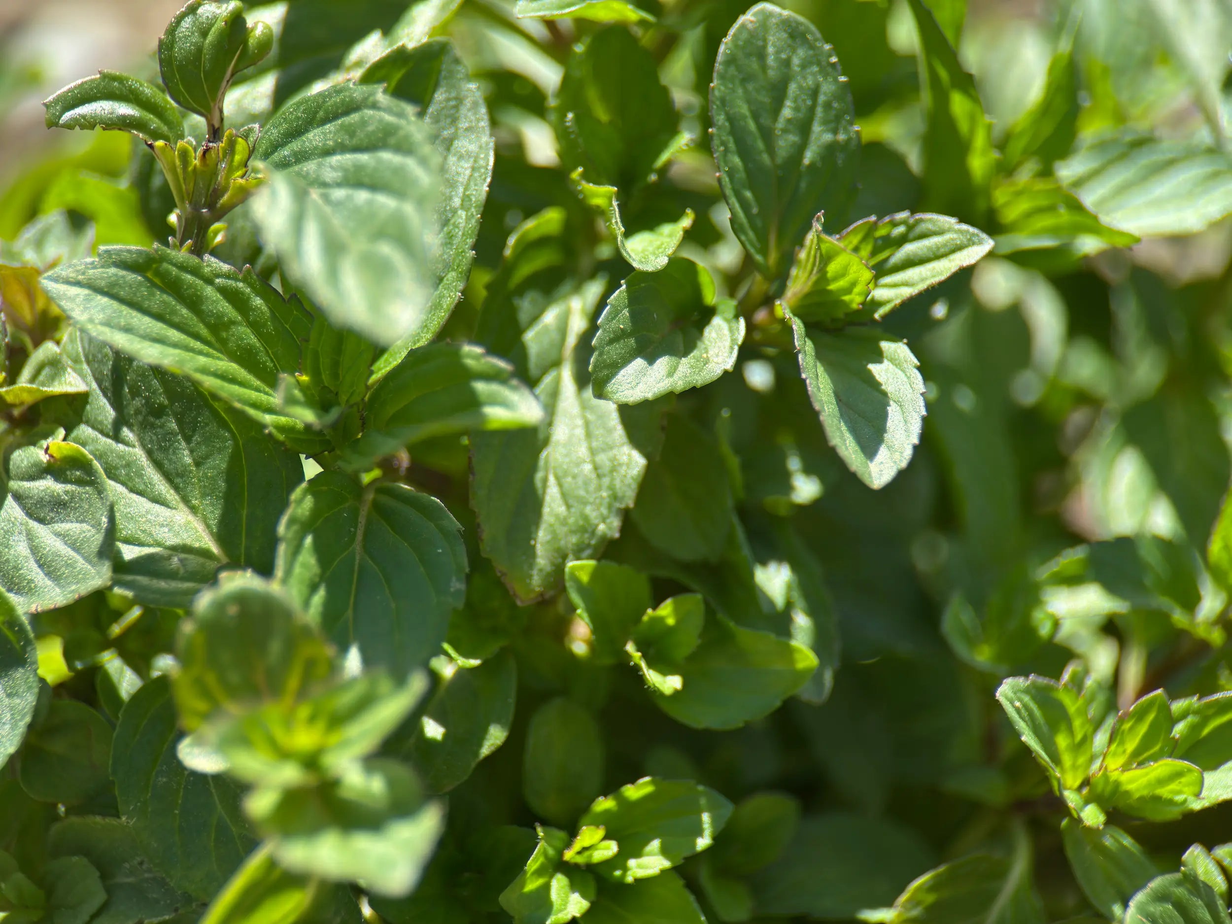 Close-up of hand-picked, regeneratively grown bulk peppermint herb (Mentha × piperita) leaves in the field, sustainably harvested by Sacred Plant Co.