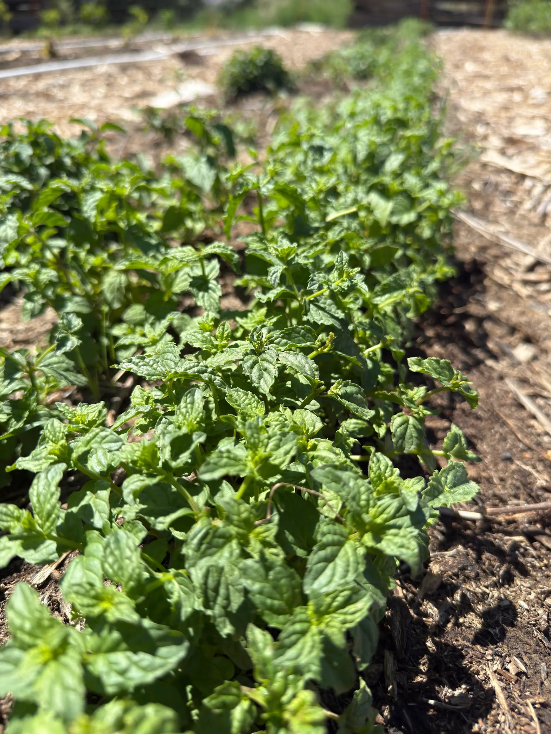 Close-up of regeneratively grown bulk peppermint herb (Mentha × piperita) in field rows with drip irrigation, hand-harvested at peak freshness for premium use