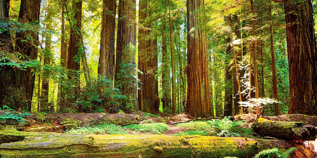 A vibrant forest of towering Coastal Redwood trees, with sunlight filtering through the canopy onto a lush forest floor covered in moss, ferns, and fallen logs