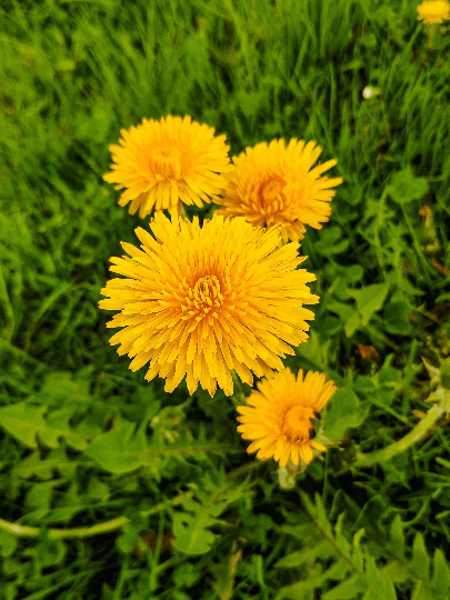Lush field of blooming dandelions in full sunlight, symbolizing peak herbal potency and wildcrafted sustainability in nature.