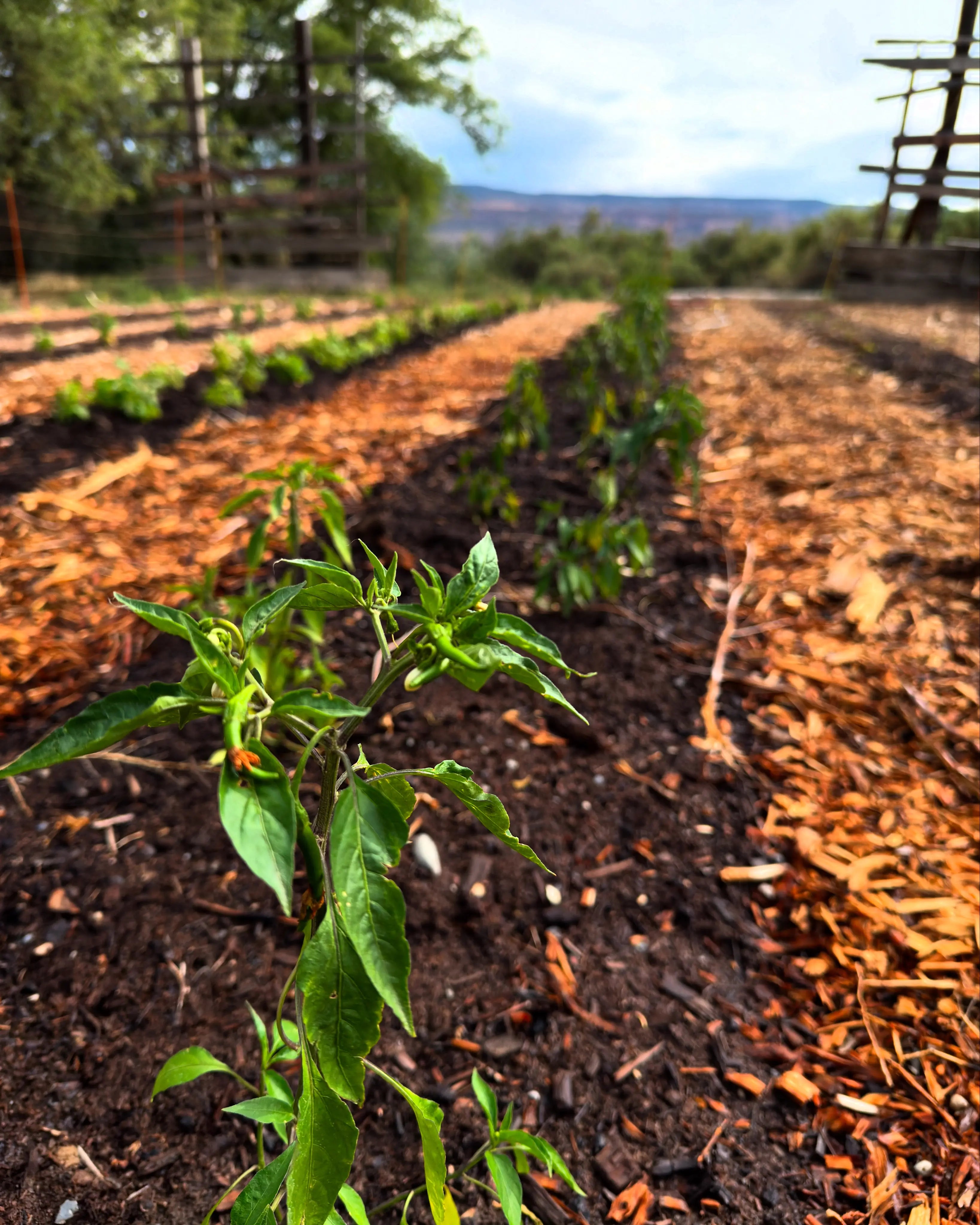 Flowering pepper plants growing in healthy, hand-mulched soil using regenerative methods