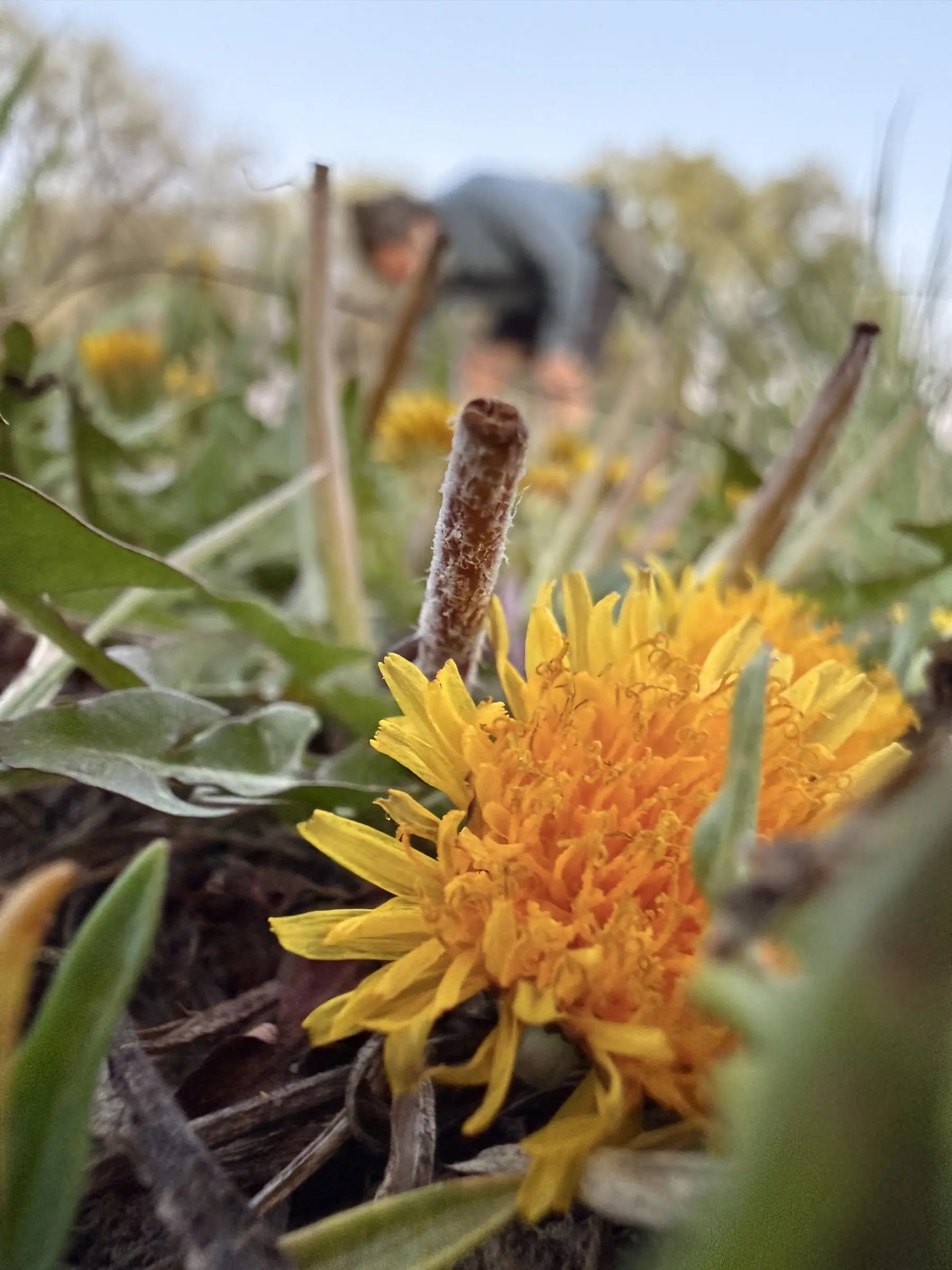 Close-up of fresh, vibrant yellow dandelion flowers growing naturally in a grassy field, with a farmer hand-harvesting the blossoms in the background to showcase the sustainably grown sourcing process for Sacred Plant Co&
