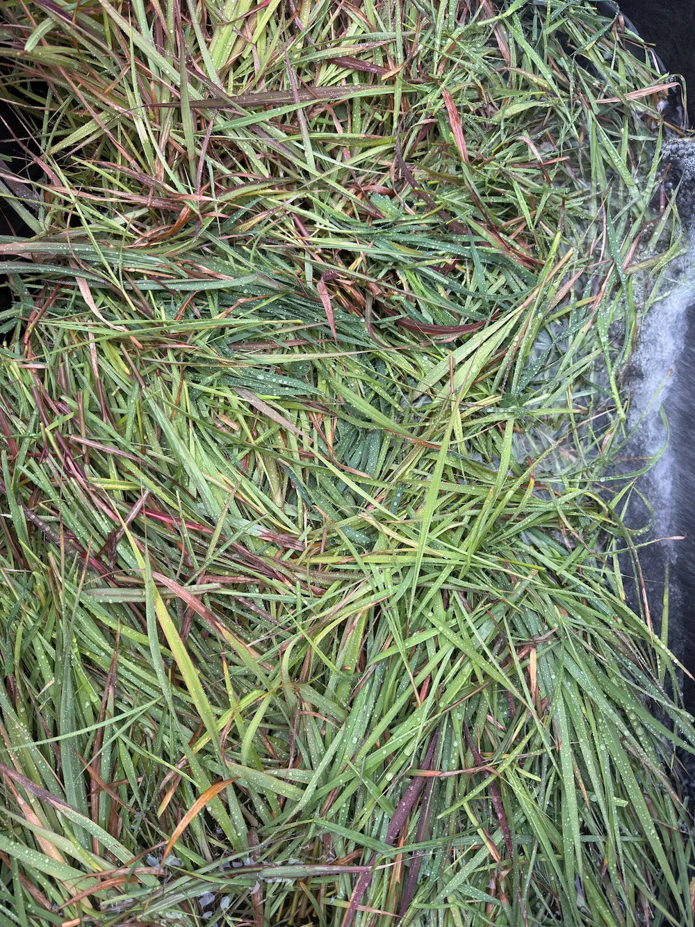 IMG_2739 2
fresh_clean_lemongrass_after_wash_premium_herbal_grade.jpg
Washed lemongrass leaves glistening with water droplets, showcasing premium herbal-grade Cymbopogon citratus ready for drying.