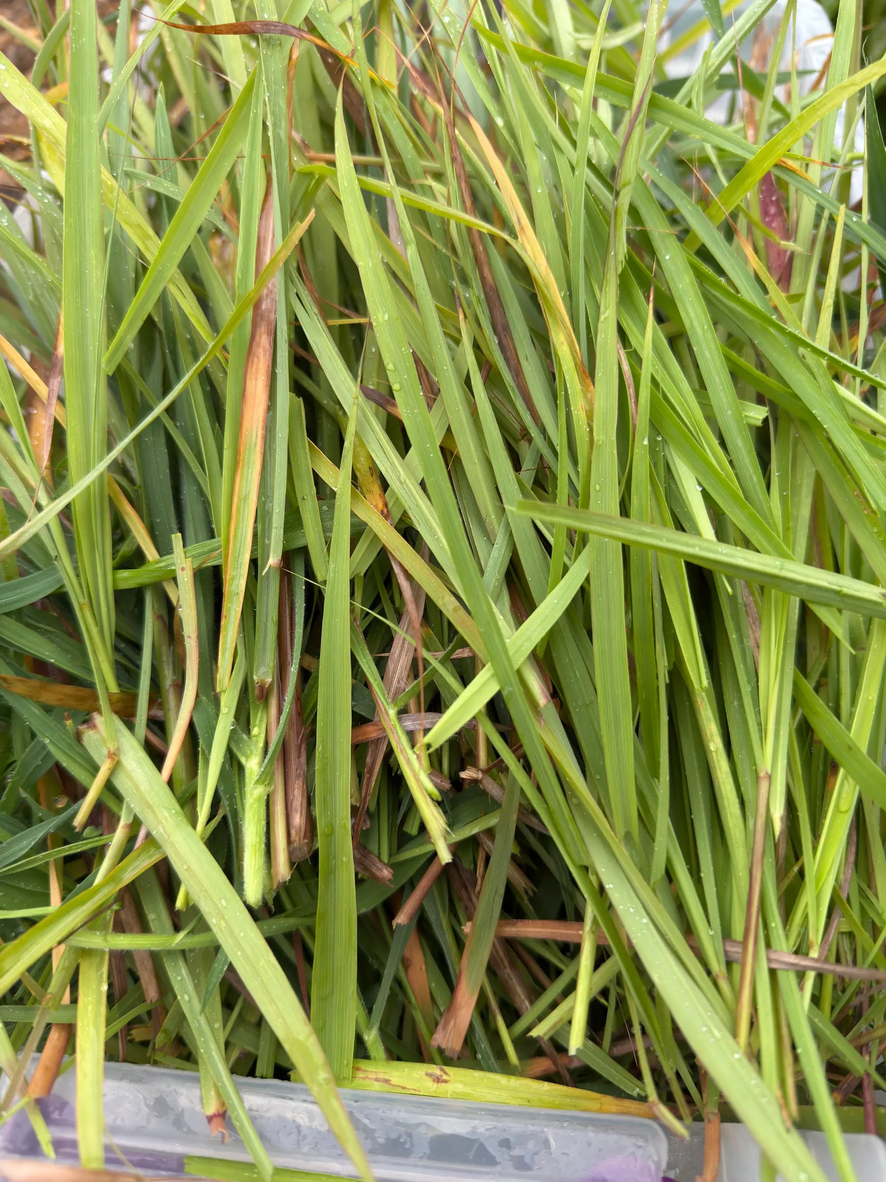 Close-up of freshly cut lemongrass leaves, showing the fresh green blades and herbal texture of Cymbopogon citratus after harvesting.