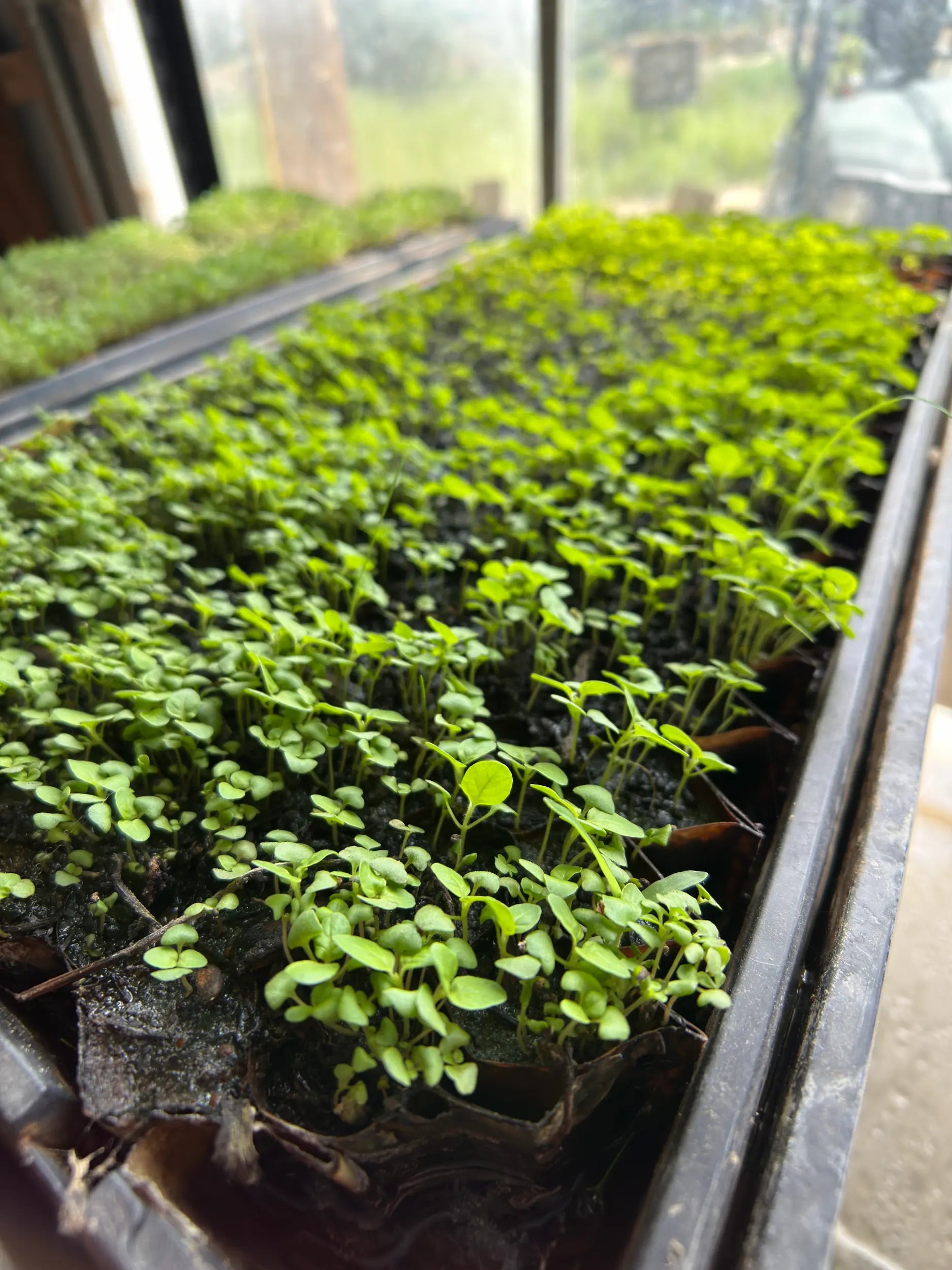 Greenhouse view of organic holy basil (tulsi) seedlings in propagation trays, showcasing sustainable hand-grown cultivation for artisanal holy basil tea