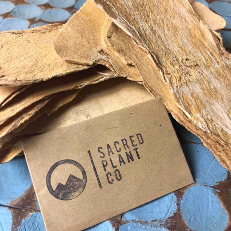 Astragalus Root slices neatly stacked behind Sacred Plant Co label on blue background, showing premium beige texture, soft lighting, angled from the front.