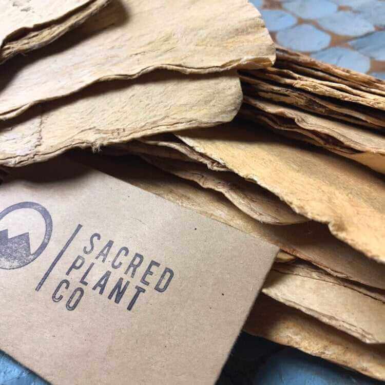 Angled side view of sliced Astragalus Root with Sacred Plant Co label, highlighting beige tones, rough texture, on a blue background under natural lighting.