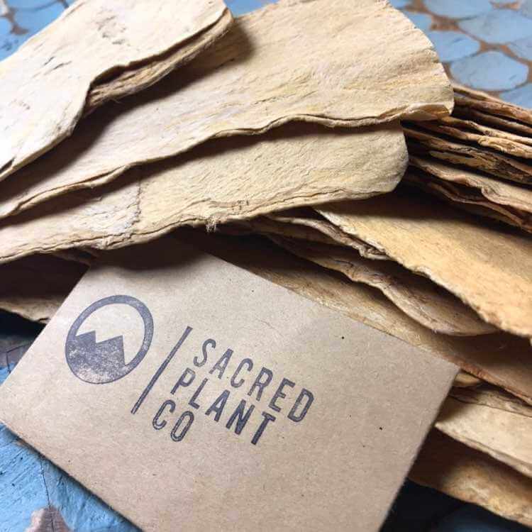 Close-up of stacked Astragalus Root slices with Sacred Plant Co label, soft lighting and angled from above, showing detailed texture and natural beige color.