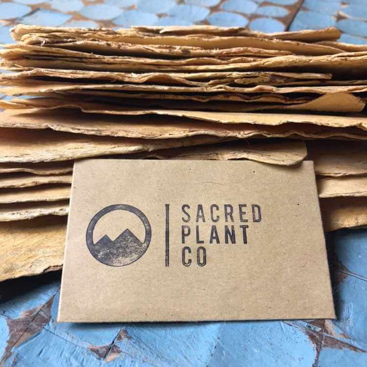 Close-up of sliced Astragalus Root stacked with Sacred Plant Co label on a textured blue background, highlighting natural beige color, soft lighting, angled from the side.