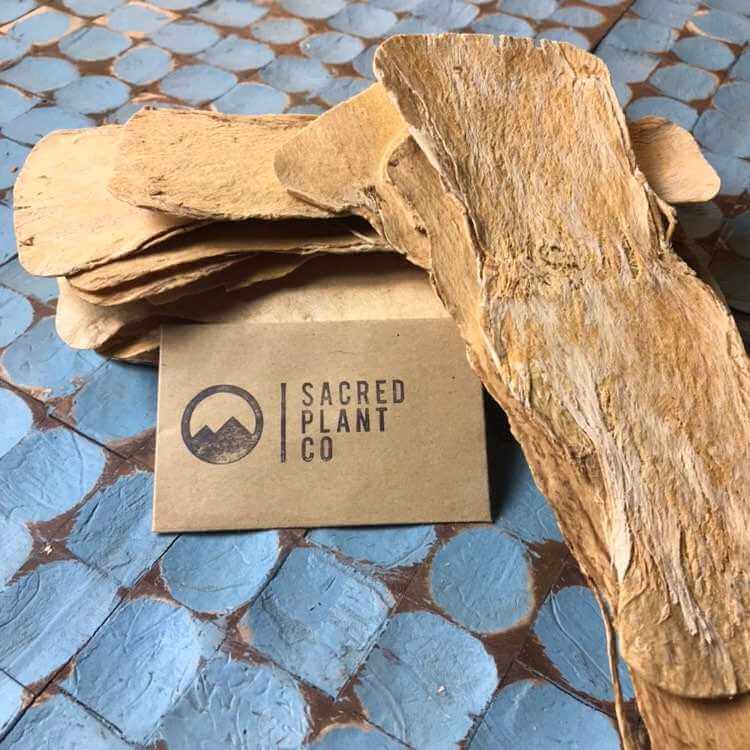Pile of sliced Astragalus Root with Sacred Plant Co label, on a blue patterned surface, emphasizing rough texture, earthy beige tones, warm lighting, and side angle.