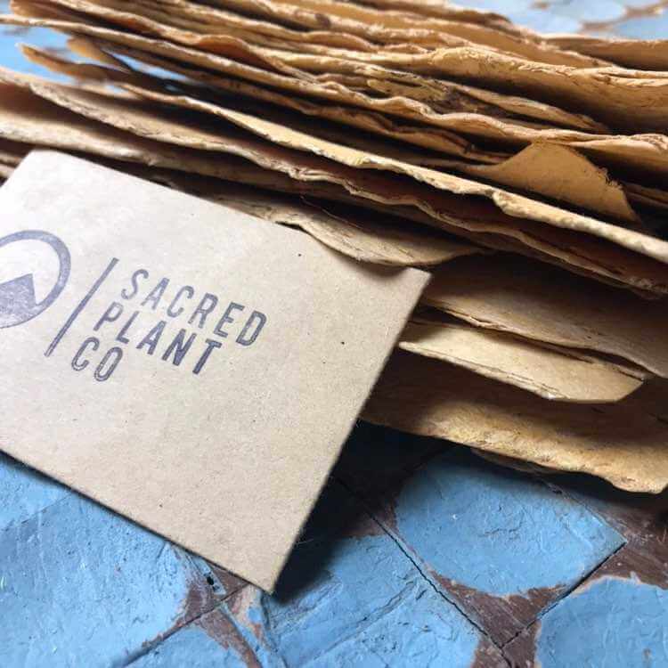 Astragalus Root slices on blue surface with Sacred Plant Co branding, warm side lighting accentuating their beige, textured layers, captured at an upward angle.
