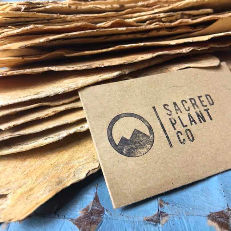 Stack of Astragalus Root slices, Sacred Plant Co label at the front, highlighting earthy beige texture, blue background, angled from below with soft lighting.
