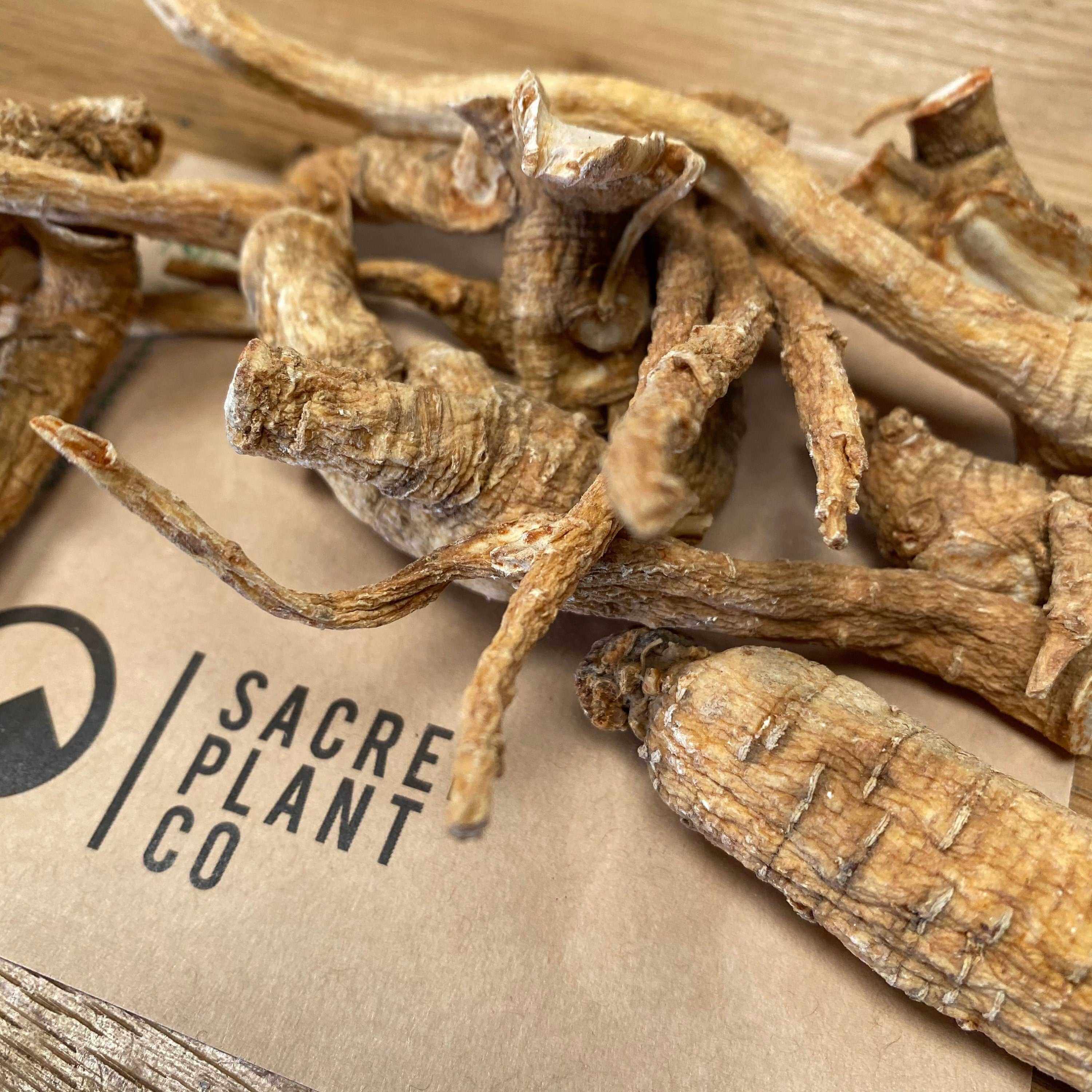 Sacred Plant Co’s dried American Ginseng Root on eco-conscious packaging on wood surface, known for supporting immune health and vitality.
