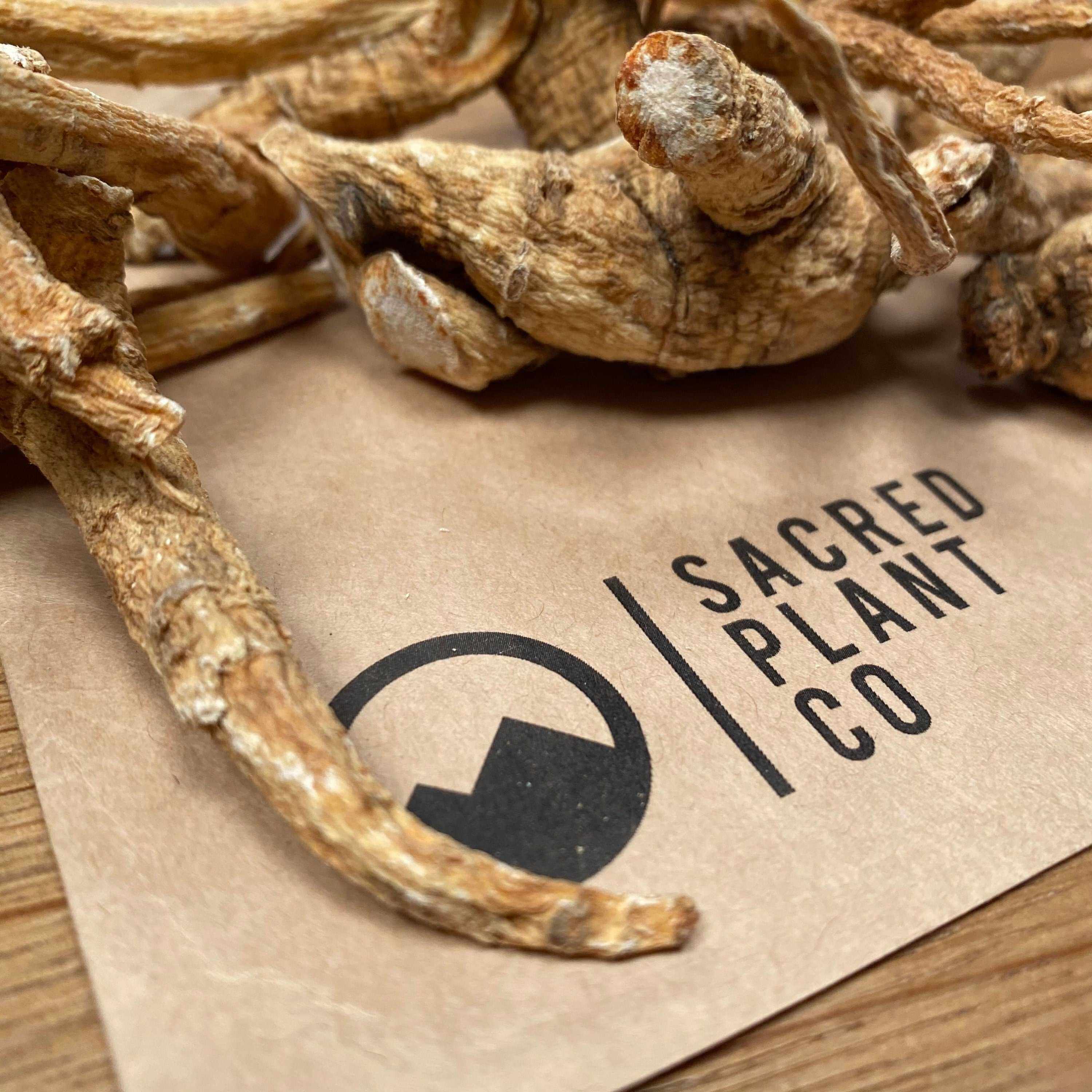 American Ginseng Root from Sacred Plant Co, resting on natural, biodegradable packaging, enhancing energy and wellness.