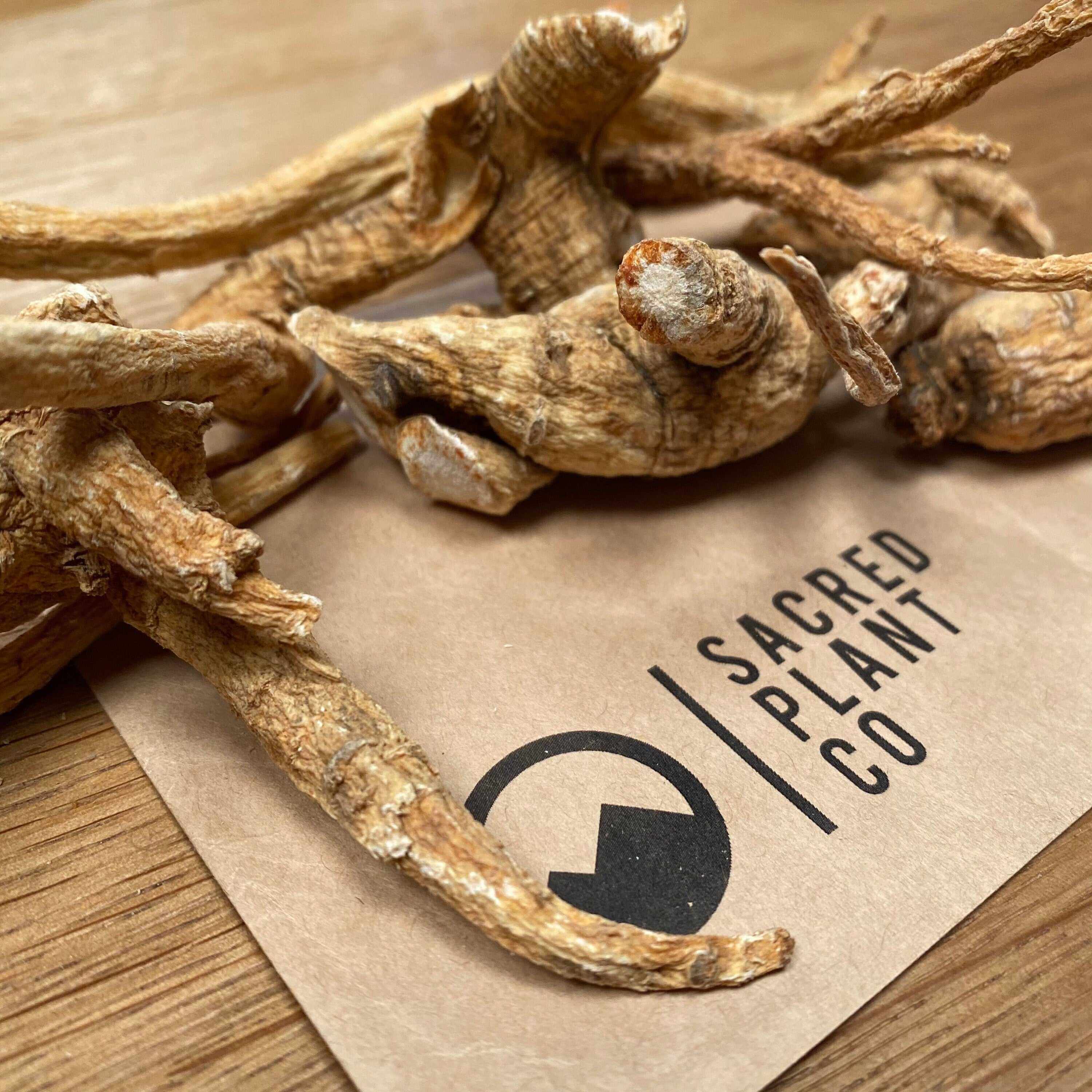 Close-up of dried American Ginseng Root on Sacred Plant Co packaging, showcasing earthy texture and organic quality for energy and wellness.