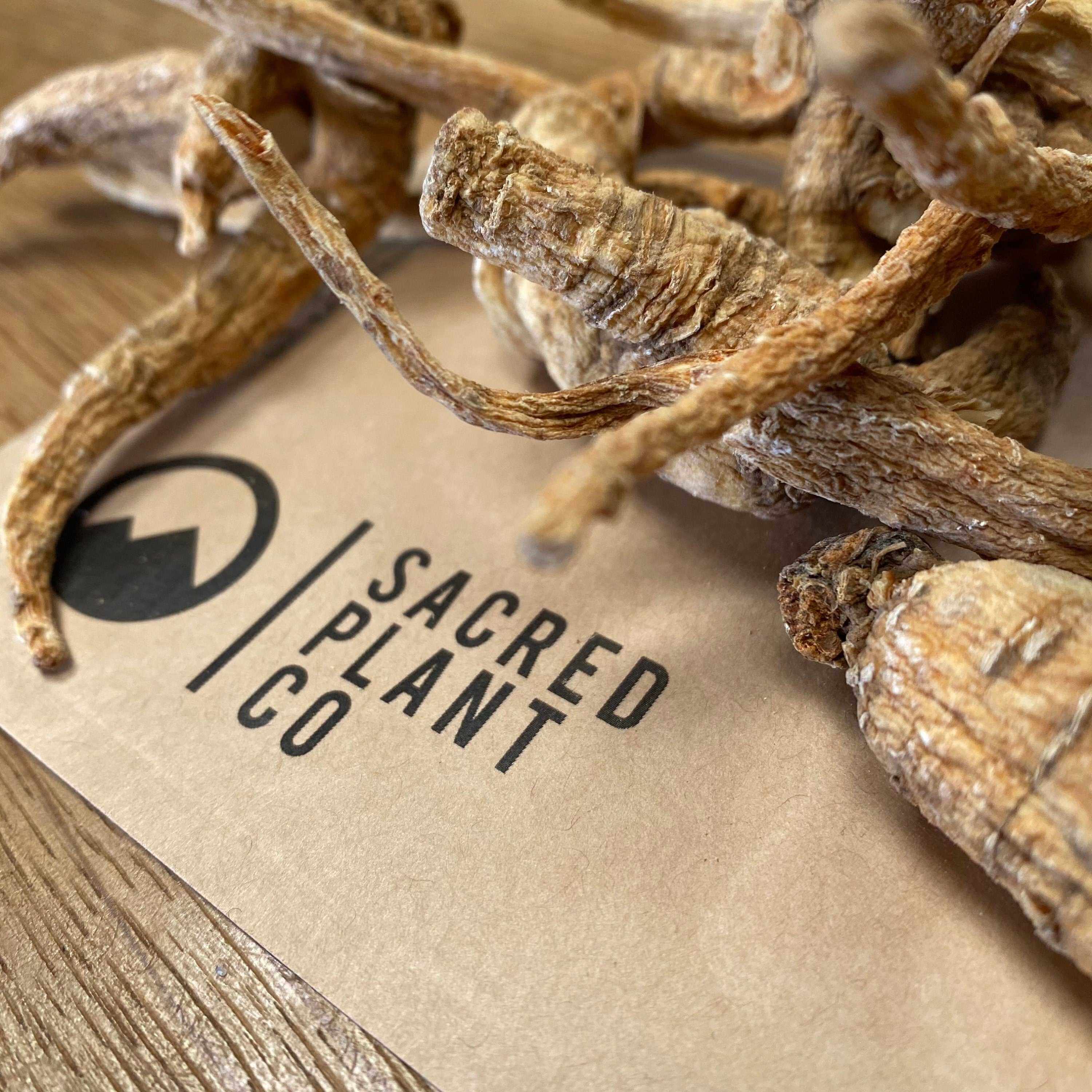 Sacred Plant Co American Ginseng Root laid on eco-friendly packaging, showcasing natural brown hue textures and premium quality on wood background.