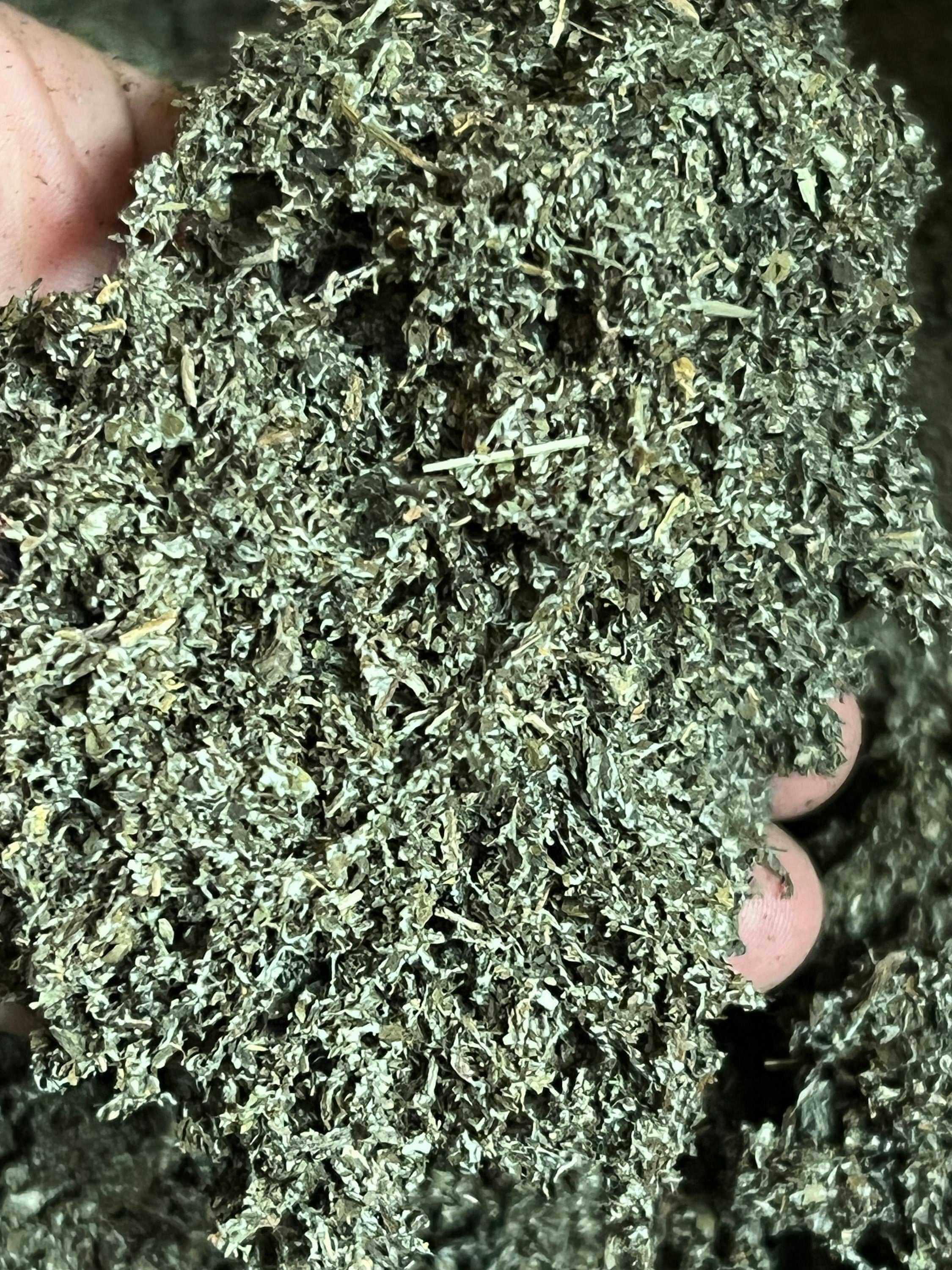 Hand holding finely textured Burdock Leaf, rich green tones highlighting Sacred Plant Co’s premium herbal quality.