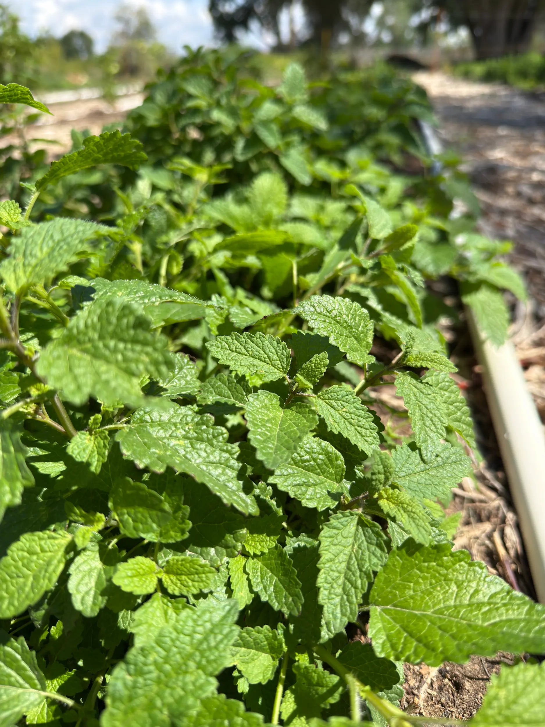 Healthy Lemon Balm plants thriving in rows, part of Sacred Plant Co’s limited Sancta Herba Reserve 2025 Dawn Harvest.