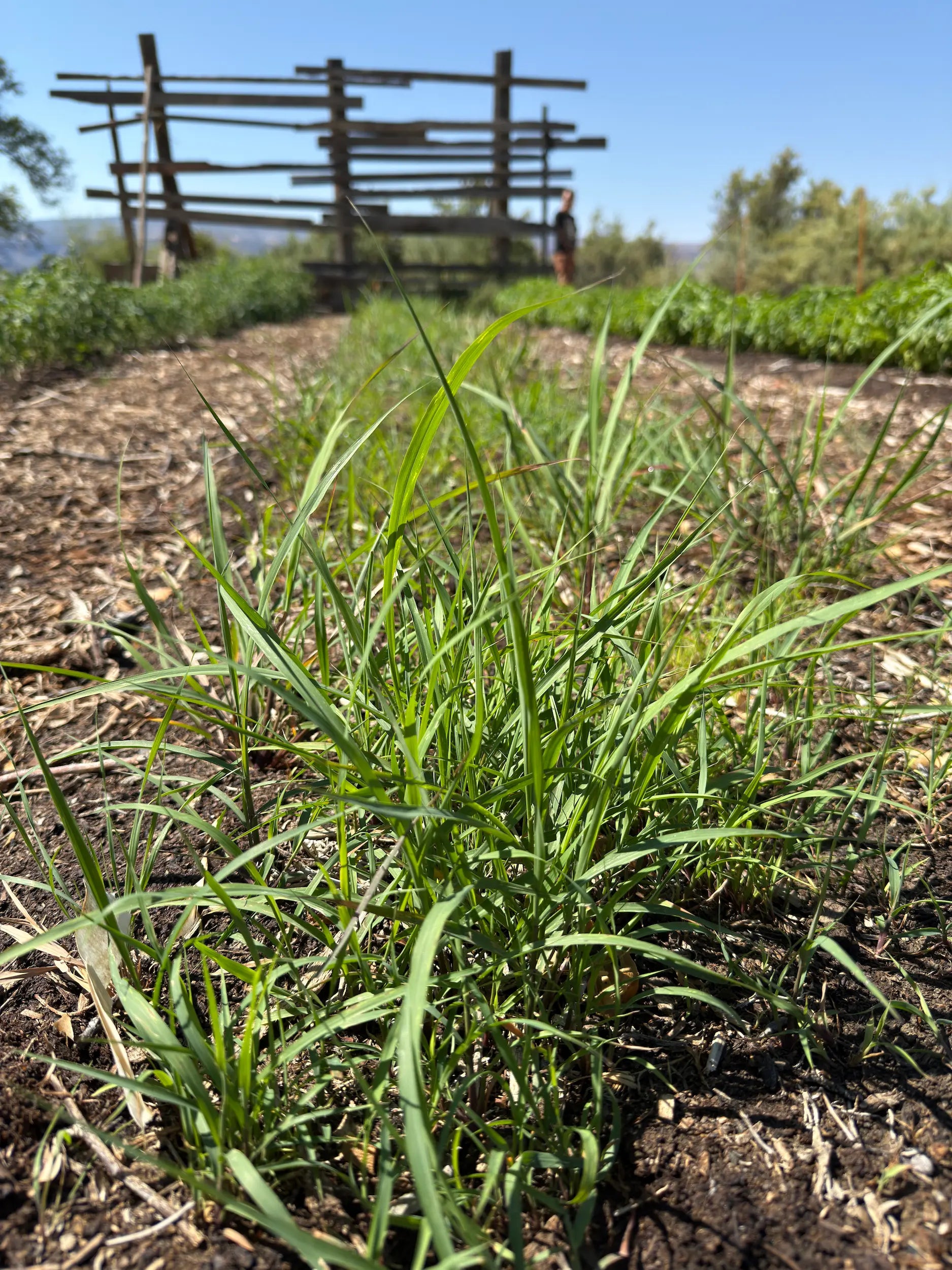Lemongrass (Cymbopogon citratus) clump growing in farm row — bright, citrus-scented blades harvested for bulk lemongrass herb, cut & sifted for tea and culinary use.