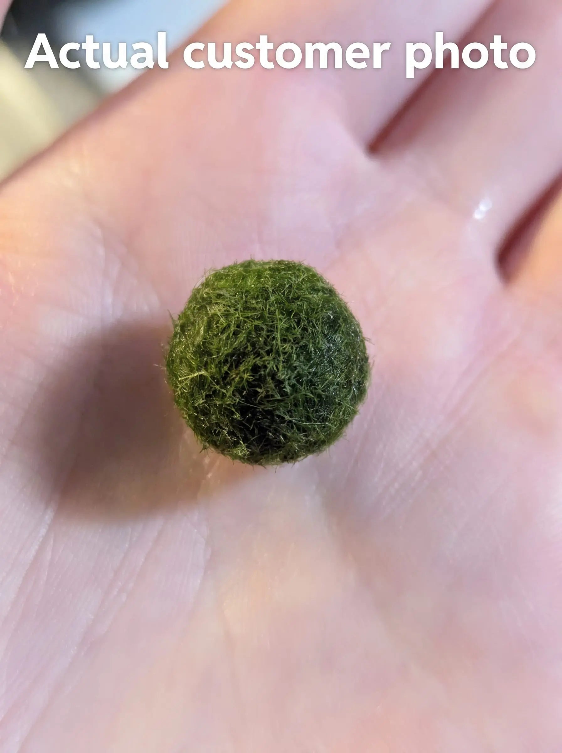 Customer photo of a live Marimo moss ball held in an open hand to show its size