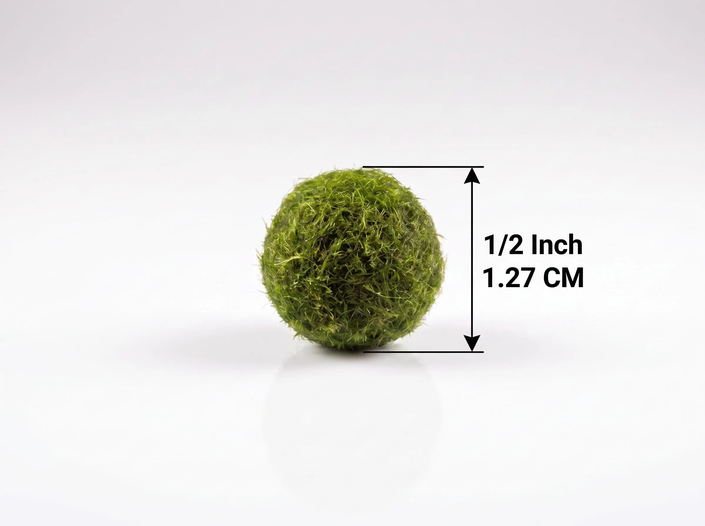 Live Marimo moss ball beside a size guide showing its 1/2 inch (1.27 cm) diameter