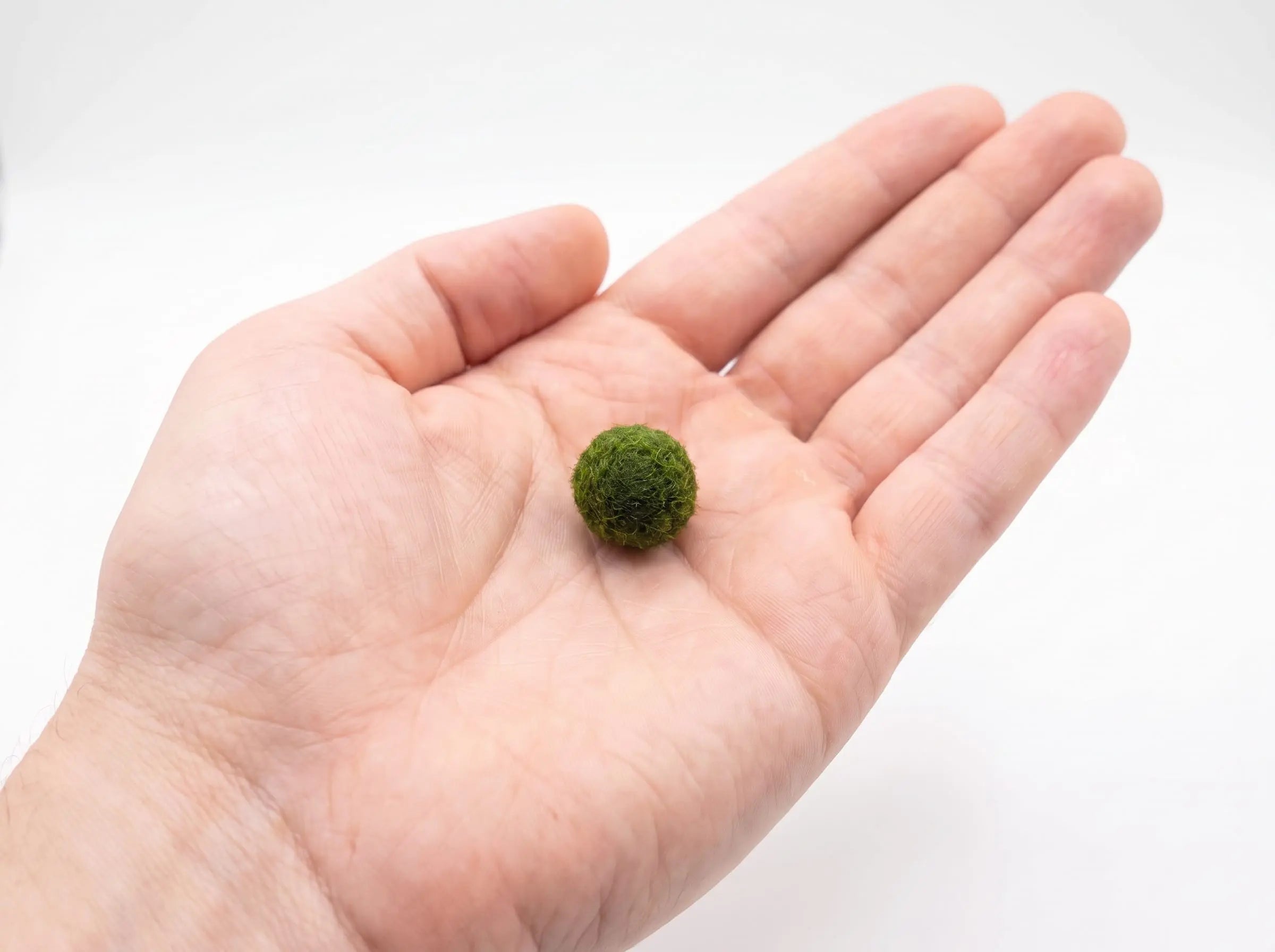 Small live Marimo moss ball resting in an open palm for size comparison