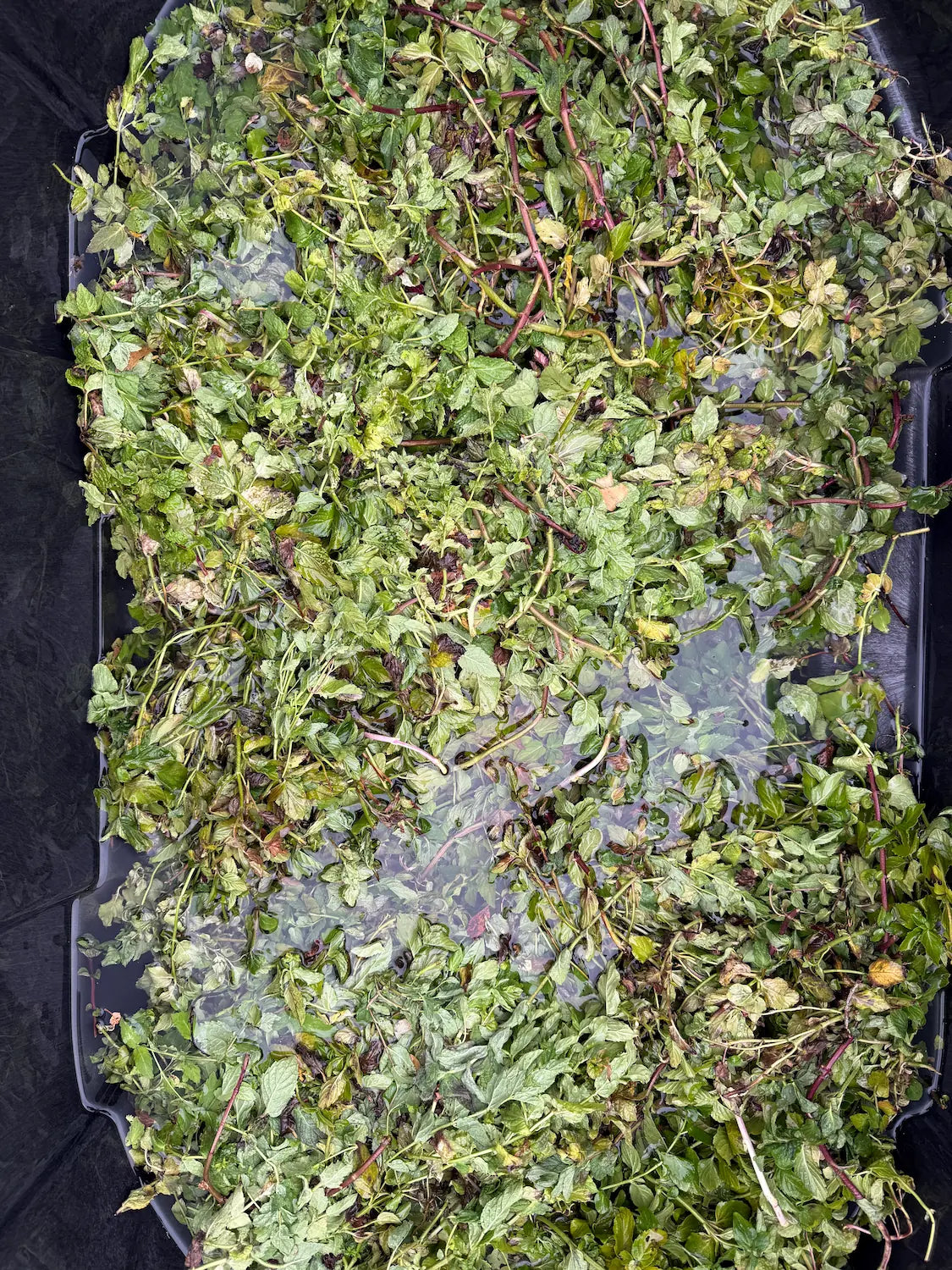 Whole spearmint tops soaking during the cleaning process for bulk spearmint herb at Sacred Plant Co.
