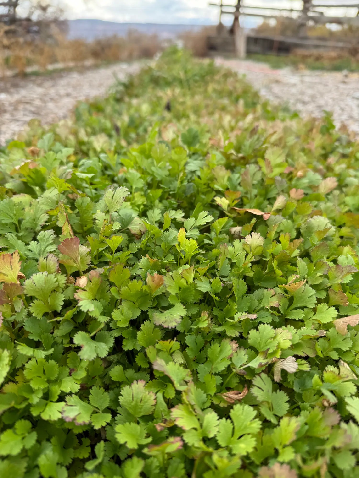 Fresh organic cilantro (Coriandrum sativum) growing in a lush green row at Sacred Plant Co.