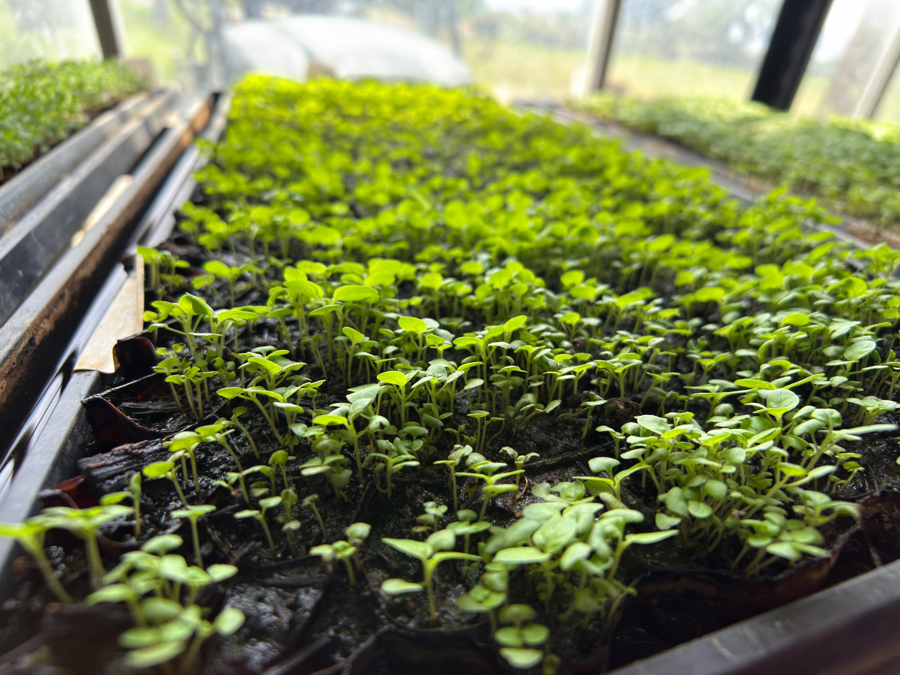 Close-up of early-stage organic holy basil (tulsi) seedlings densely sprouting in plug trays, destined for Sacred Plant Co’s premium fresh-dried tulsi tea
