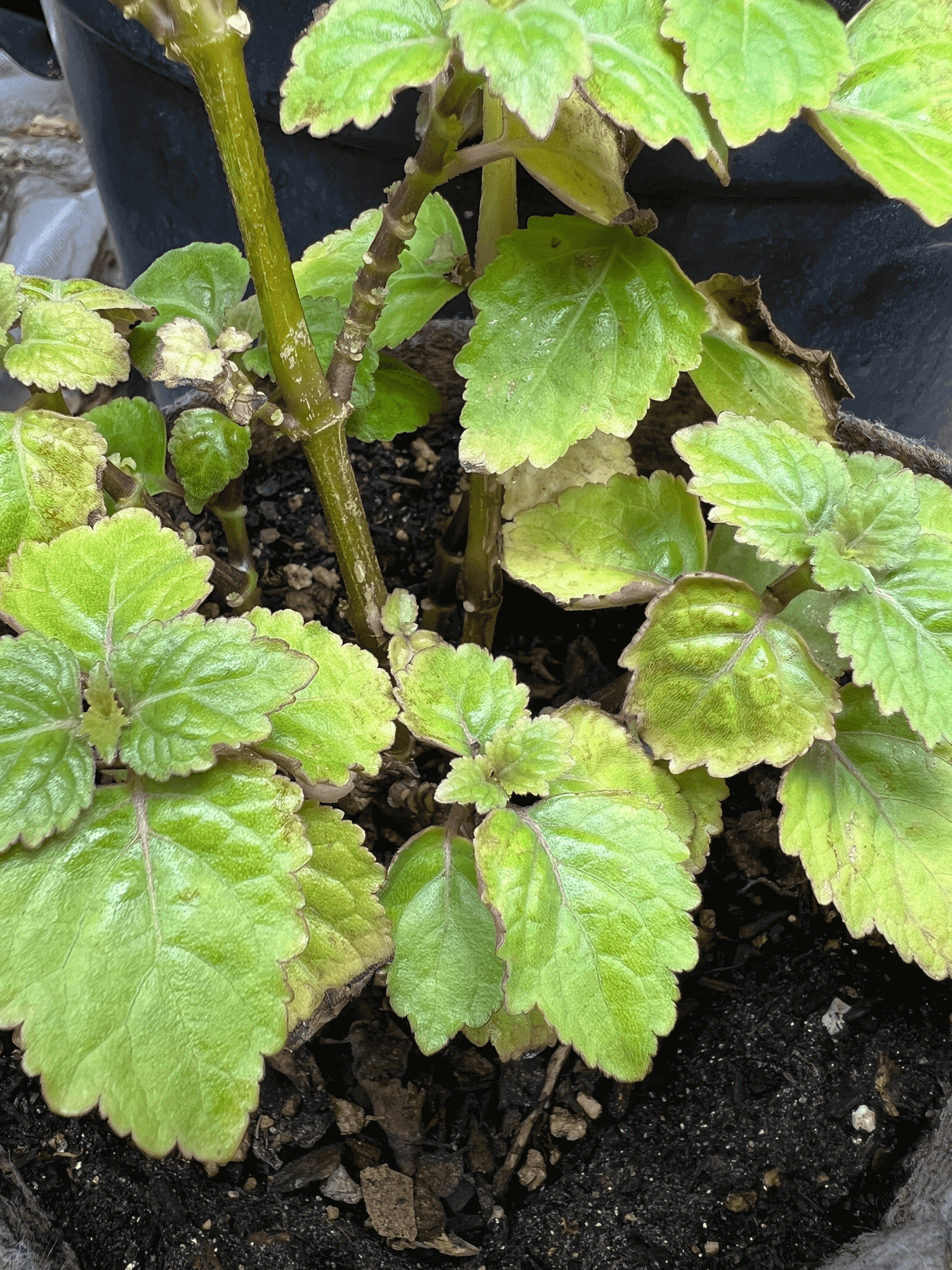 Healthy Patchouli Herb plant with bright green foliage in soil, emphasizing premium quality and sustainable growth.