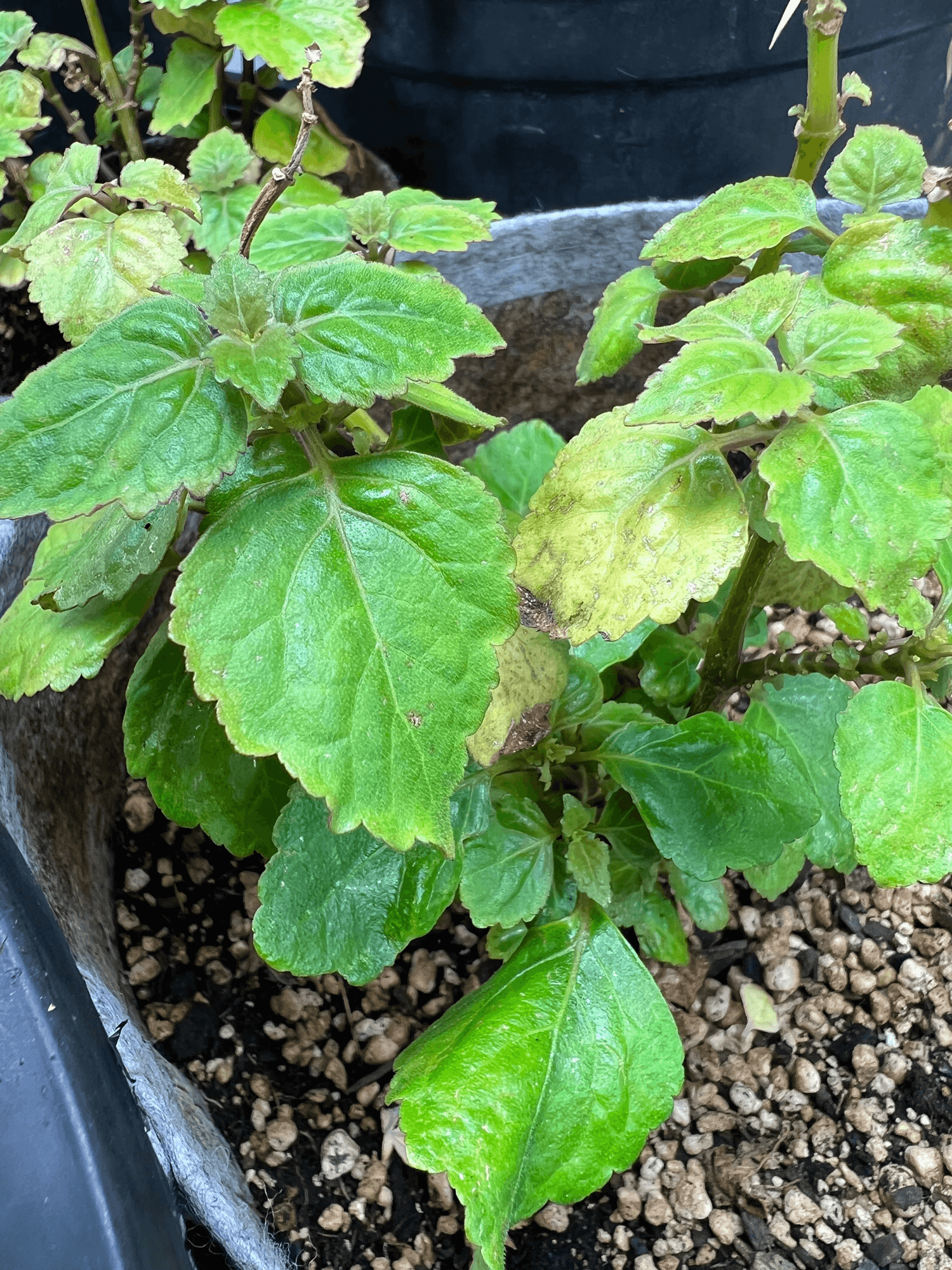 Vibrant Patchouli Leaf plant with large light green leaves, grown naturally in rich soil for high-quality herbal use.
