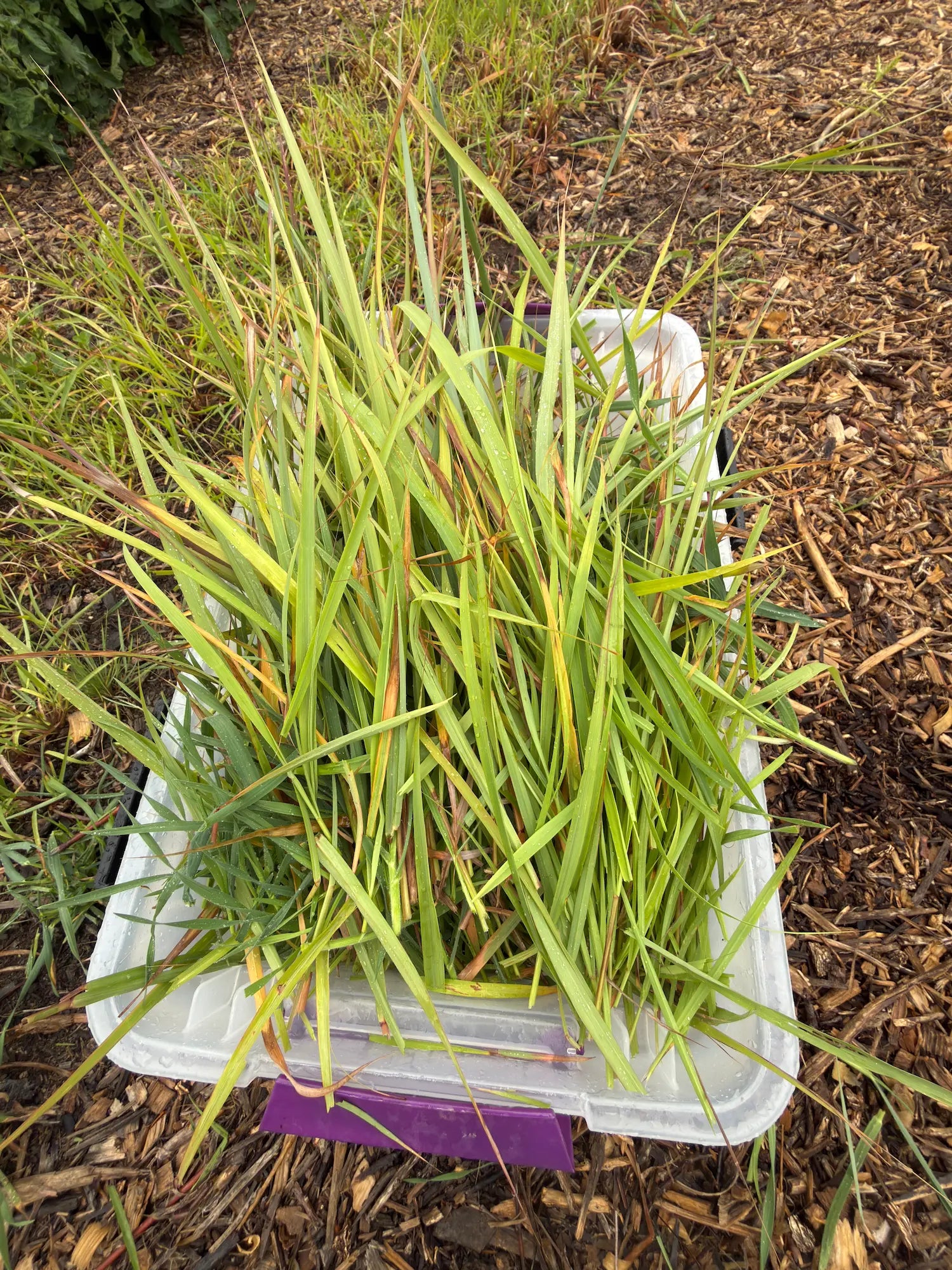 Freshly harvested lemongrass leaves collected in a bin at Sacred Plant Co, highlighting the clean, aromatic Cymbopogon citratus foliage.