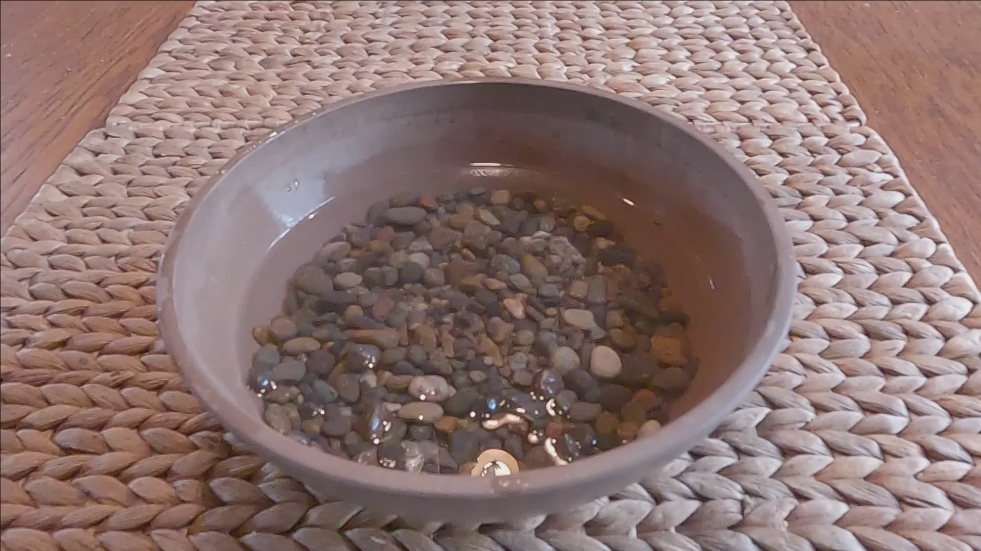 Timelapse video of resurrection plant blooming.