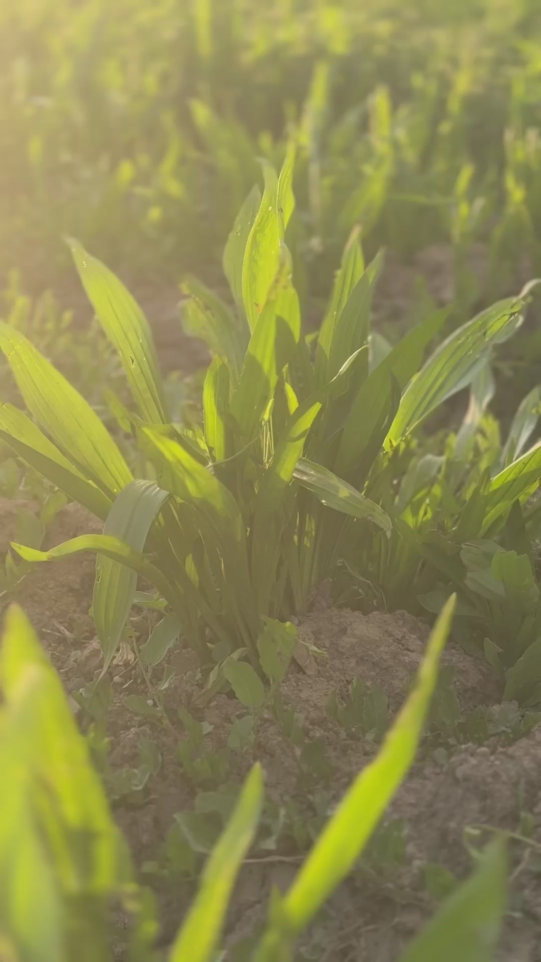 Bulk Plantain Leaf – Handpicked, Regeneratively Grown Broadleaf | Sacred Plant Co