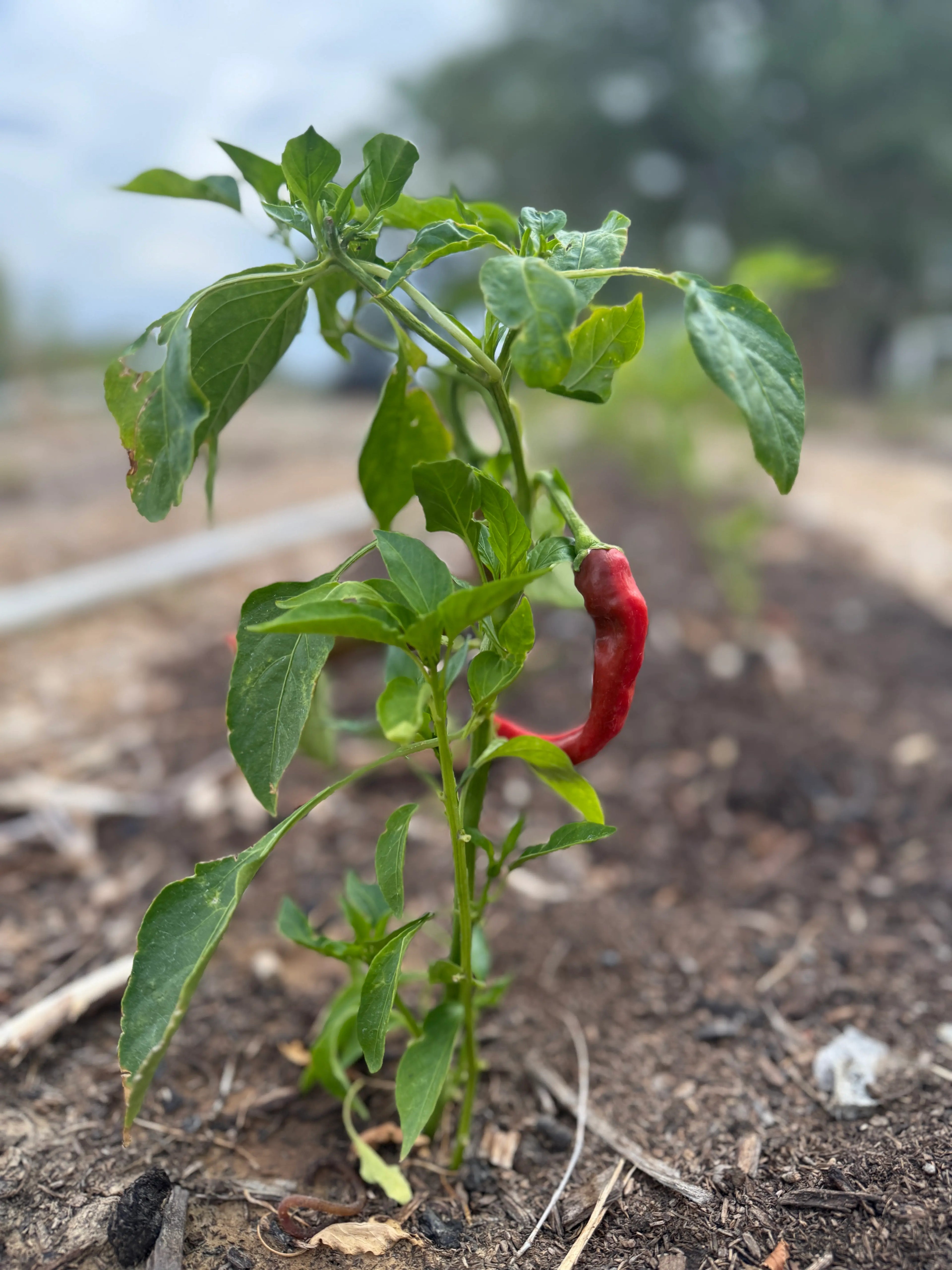 Ripened red chili pepper hanging from vibrant green plant in nutrient-rich Sacred Plant Co soil