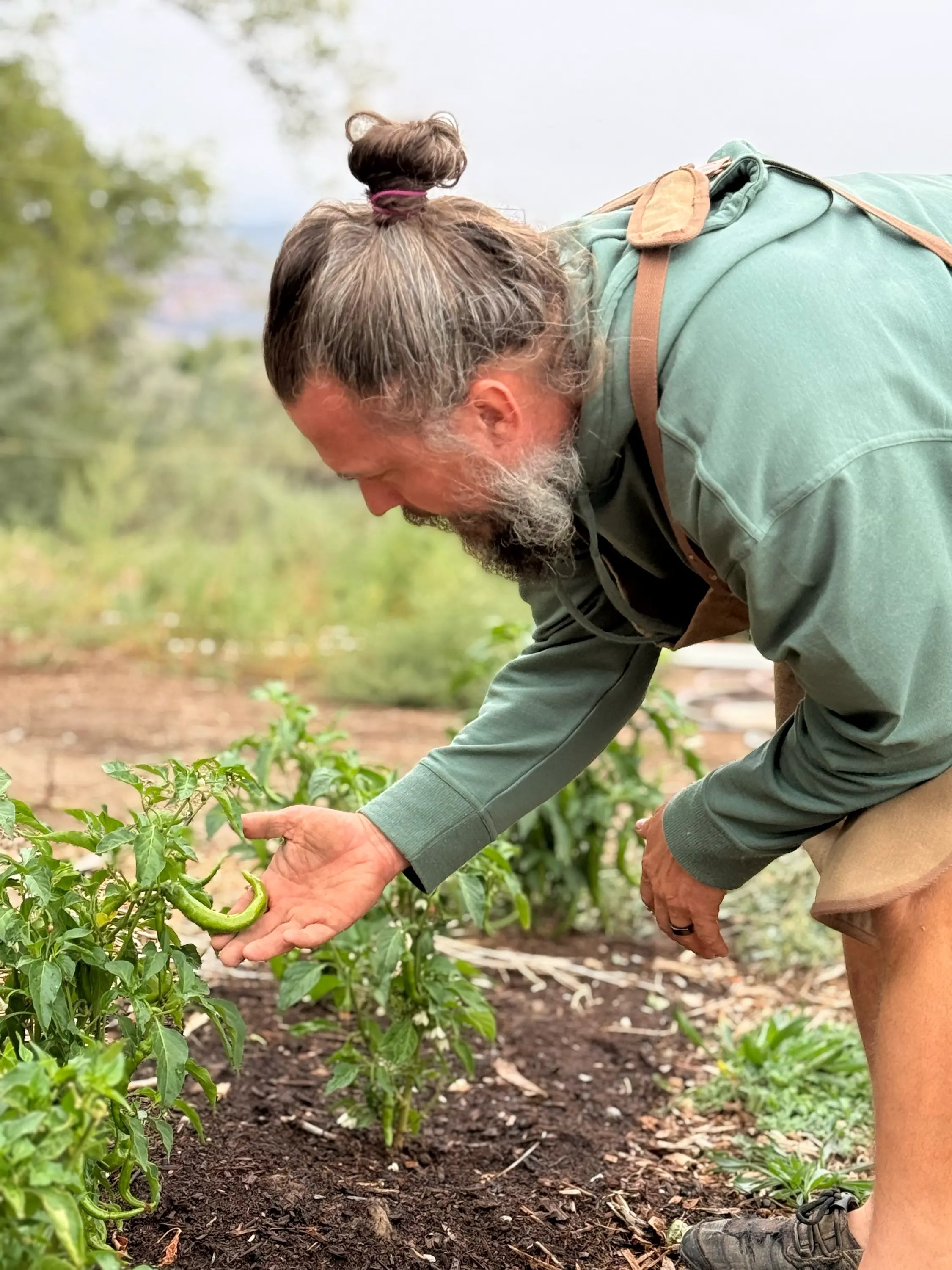 Farmer inspecting a green chili on the plant at Sacred Plant Co, wearing apron and hoodie — careful, regenerative cultivation.